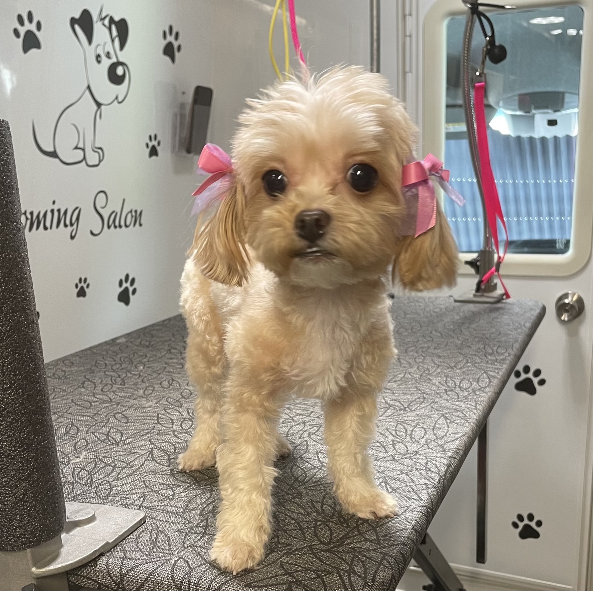 Online booking Paws Fur Perfection