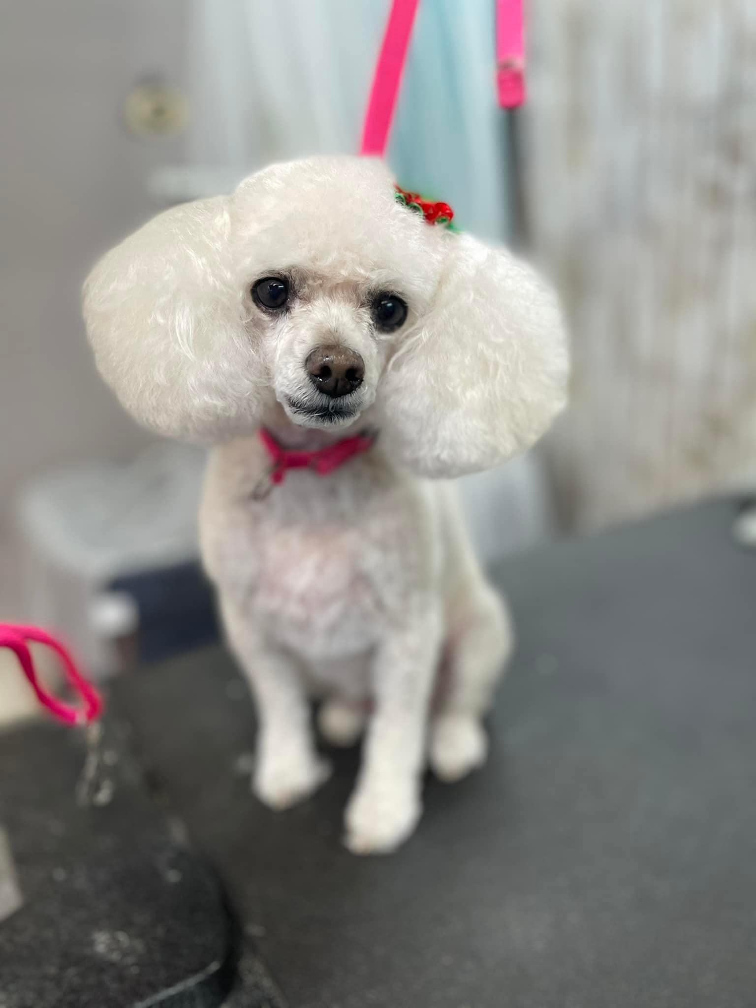 Online booking Shirley's Valley GroomingMobile