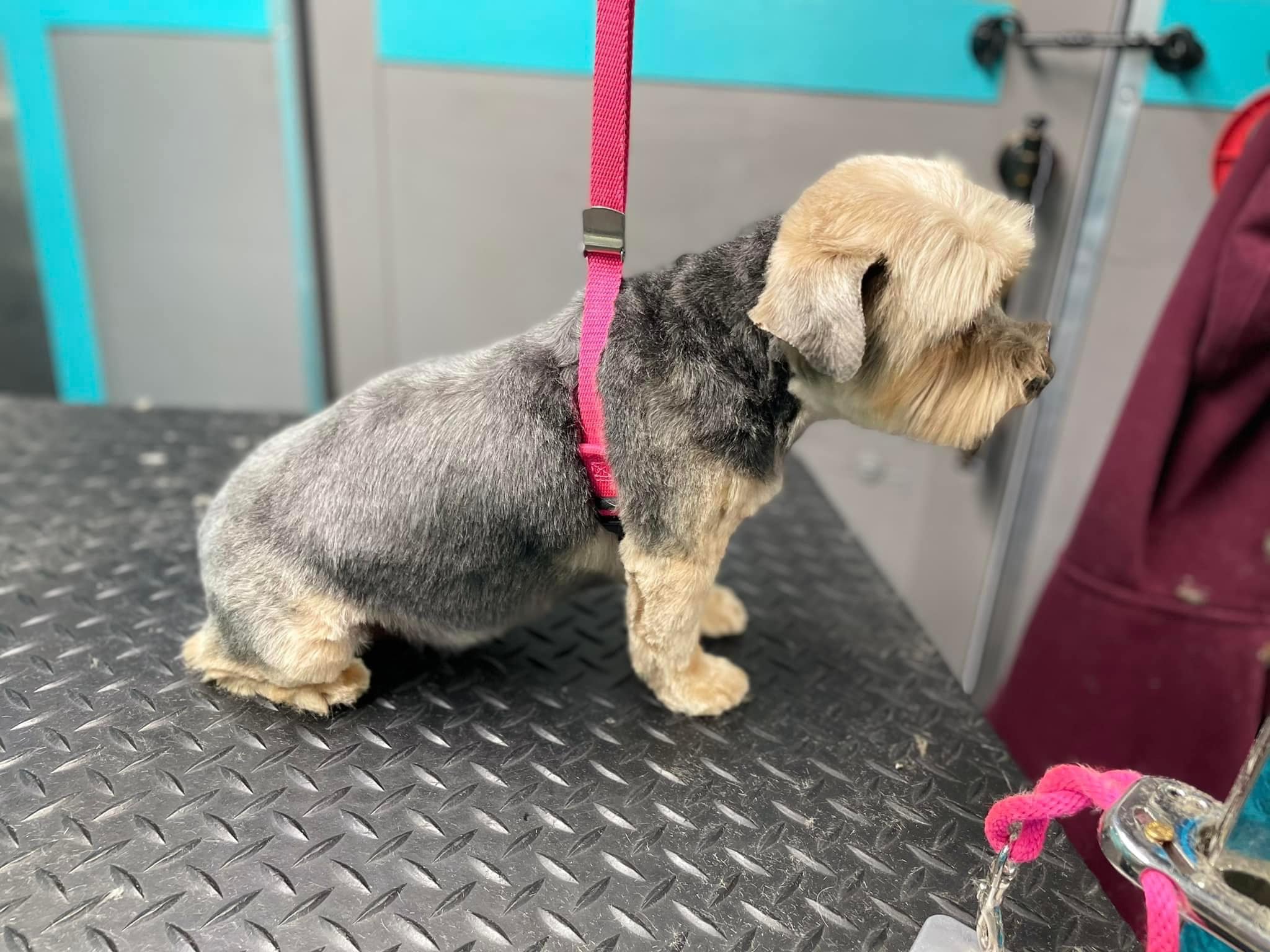 Online booking Shirley's Valley GroomingMobile