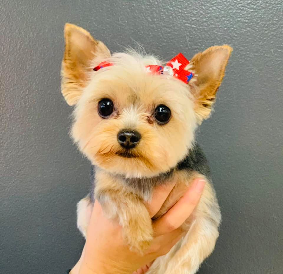 Online booking Barkers for Dogs