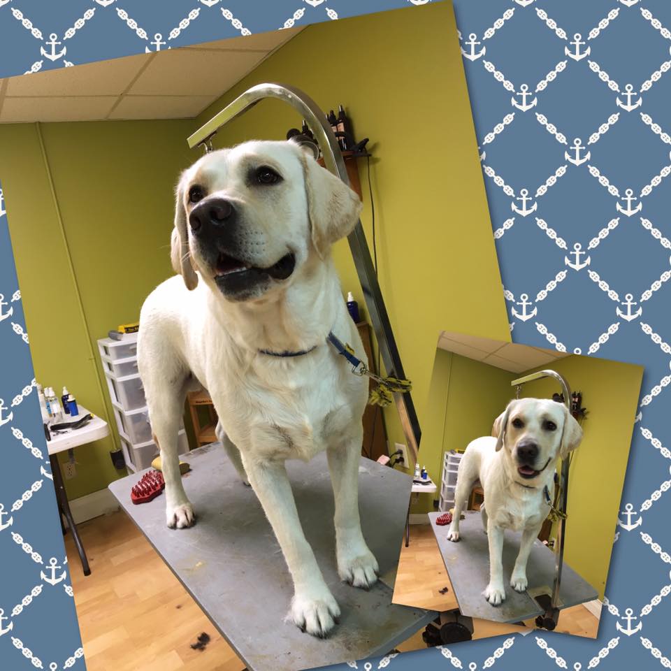 A Green Dog Grooming: Eco-Friendly Tips for a Happy Pup