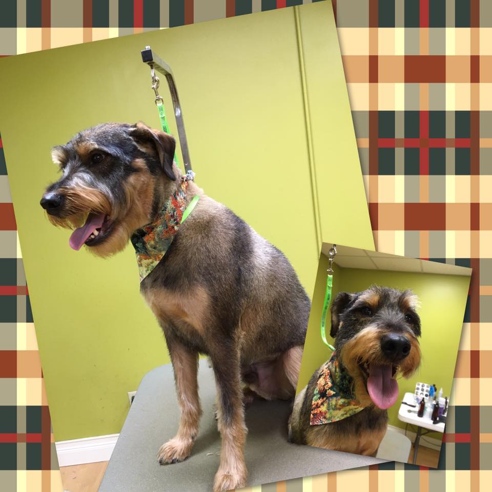 Picture of Online booking - A Green Dog Grooming