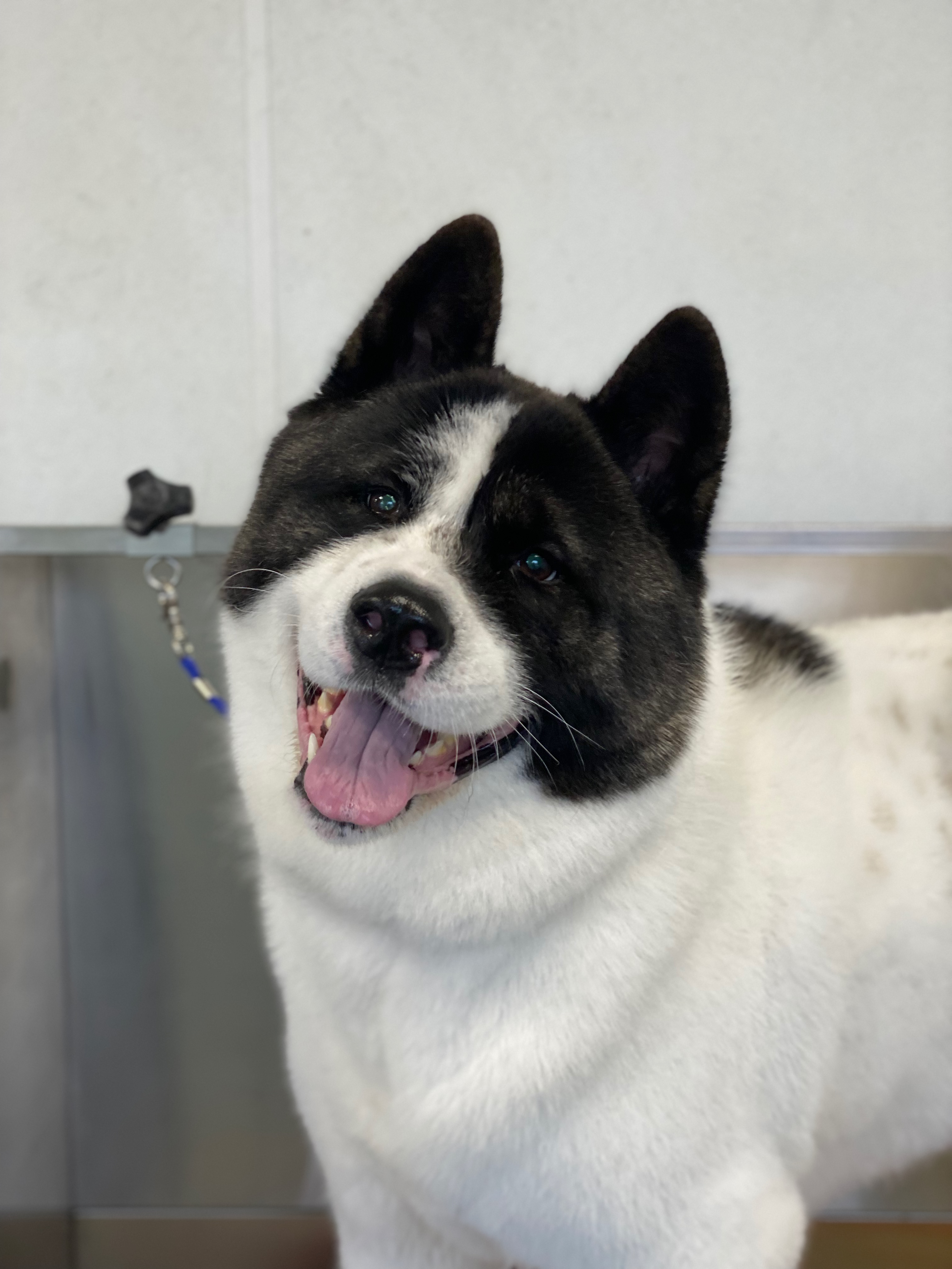Online booking - The Salty Paw Spa & Woof Wash
