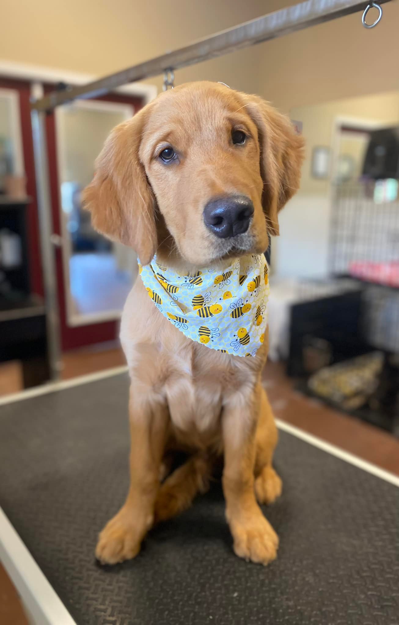 Online booking Downtown Dogs