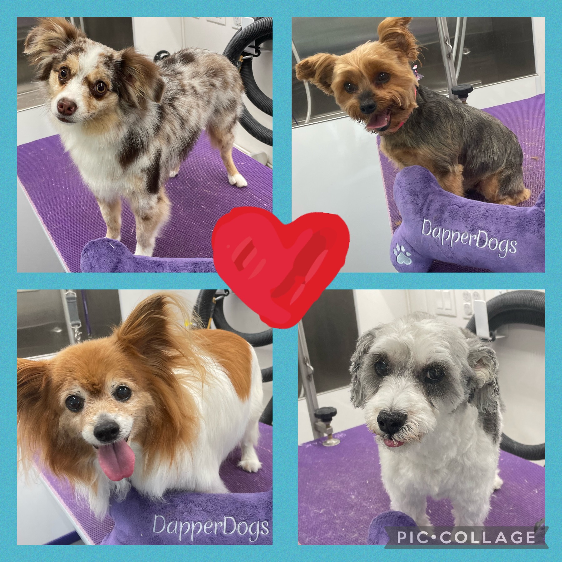 Online booking Dapper Dogs Mobile Grooming