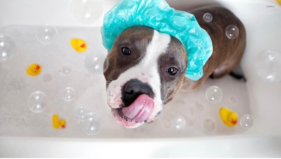 Online booking Shirley’s Valley GroomingSalon