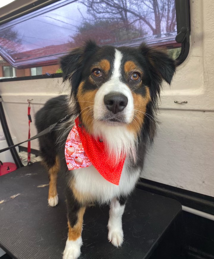 Online booking Jim's Dog Wash Keysborough