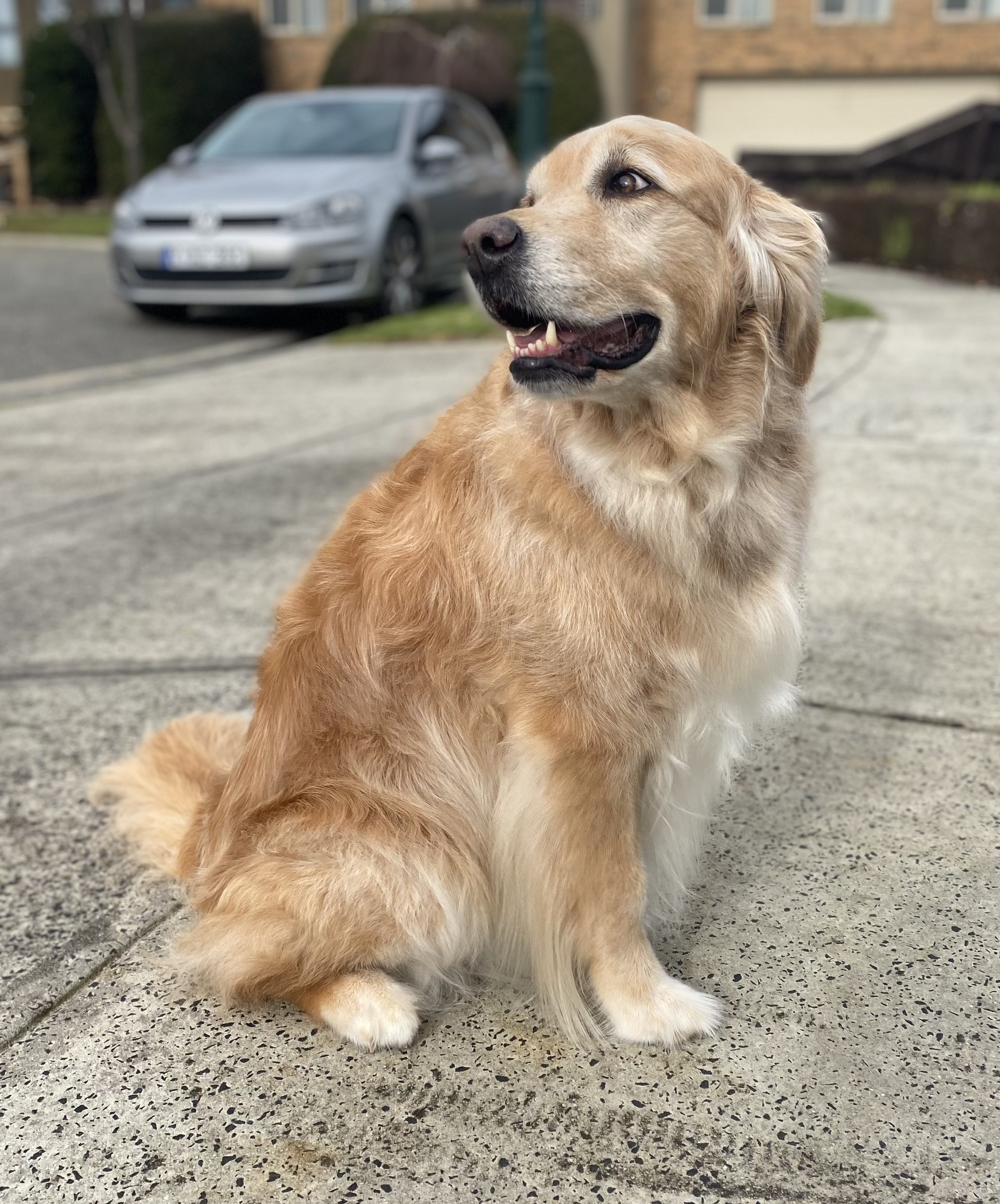 Online booking Jim's Dog Wash Keysborough