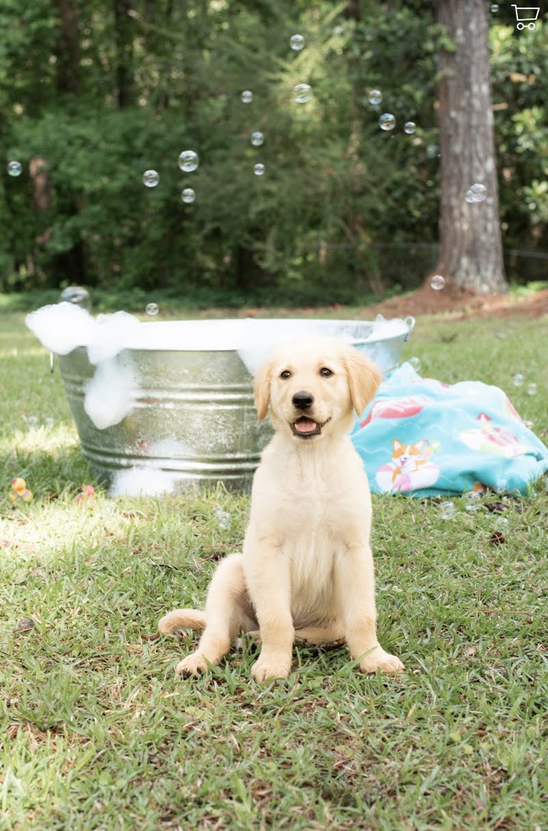 Online booking Barks and Bubbles Beauty Boutique