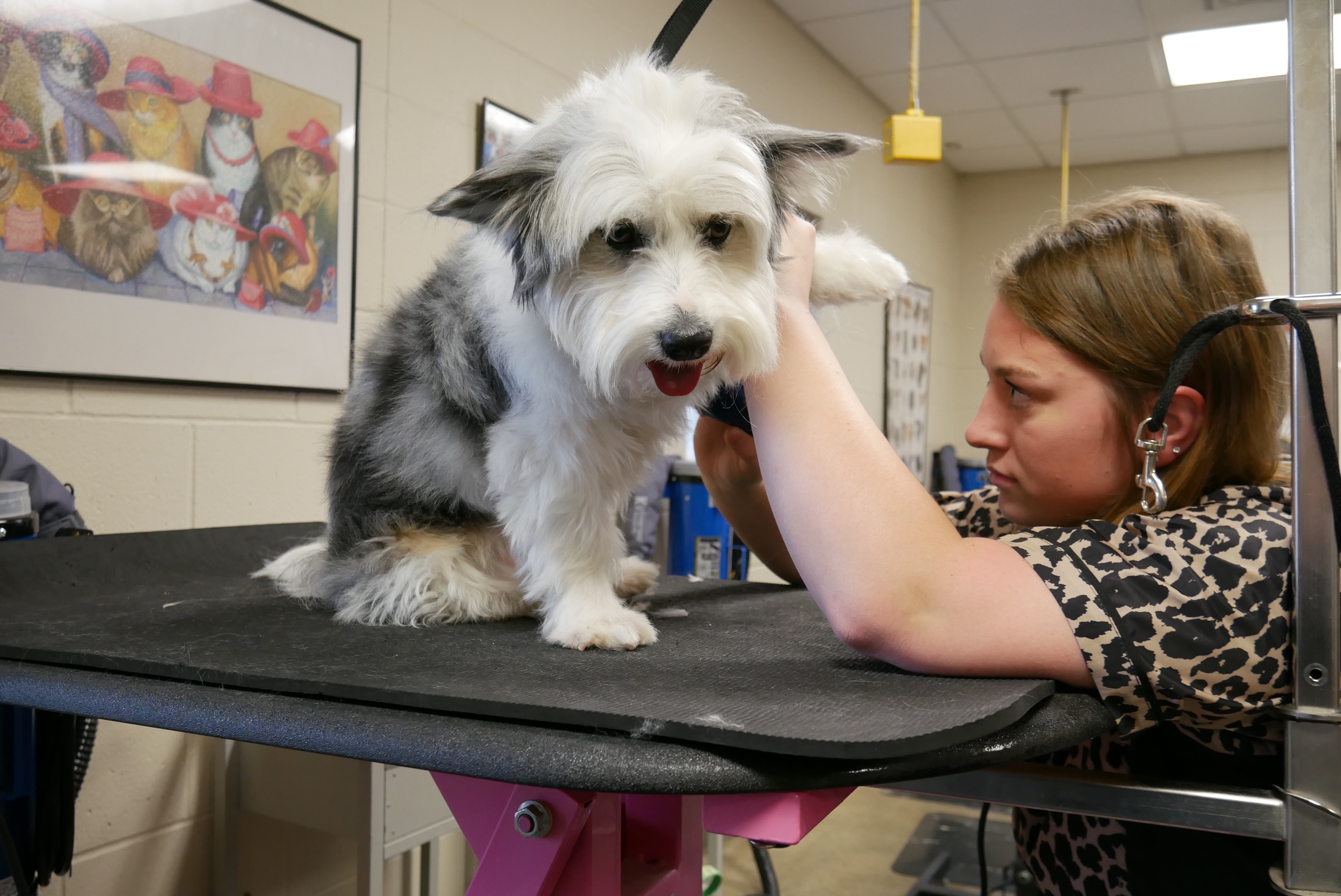 Online booking Kirkwood Community College Pet Grooming