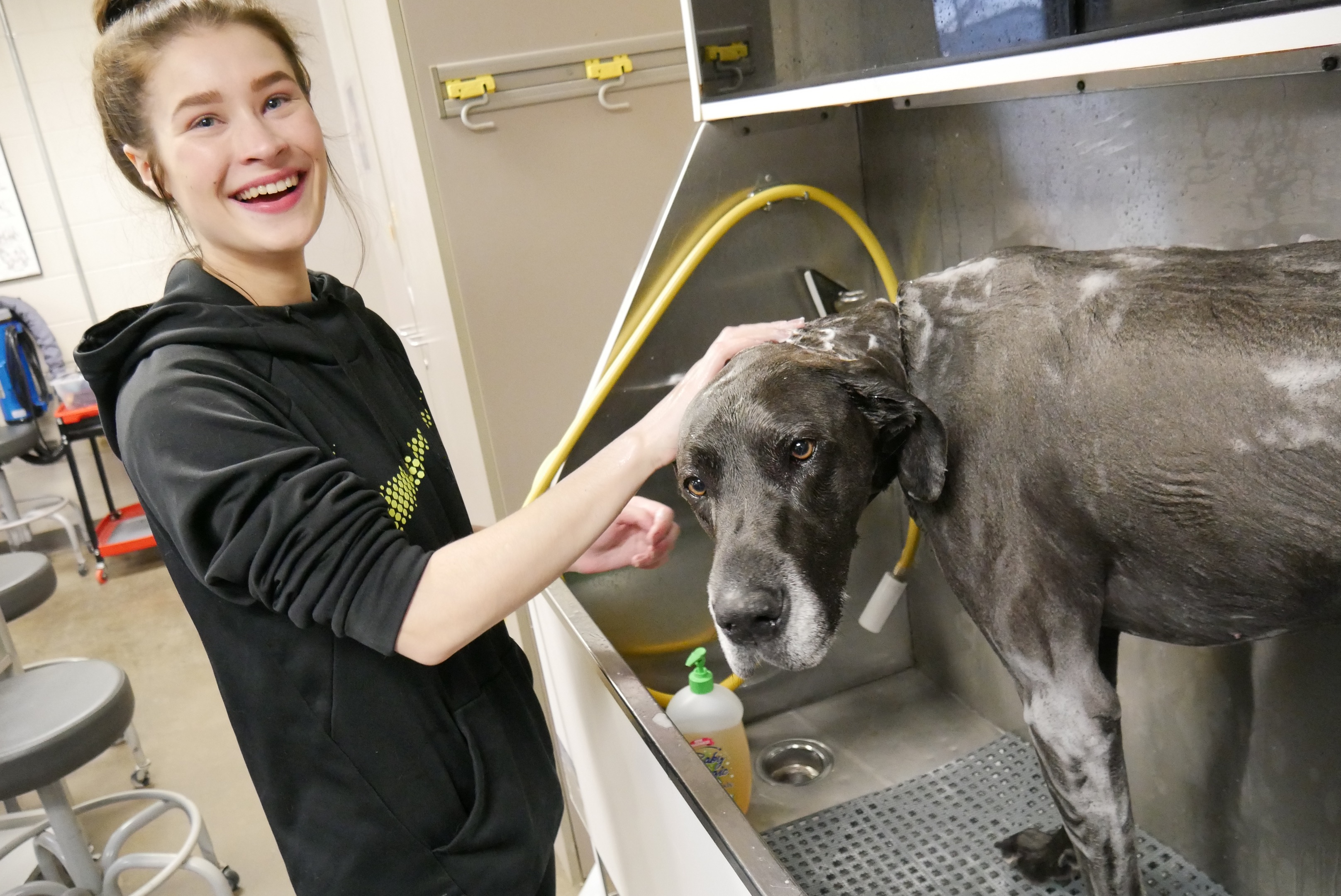 Online booking Kirkwood Community College Pet Grooming
