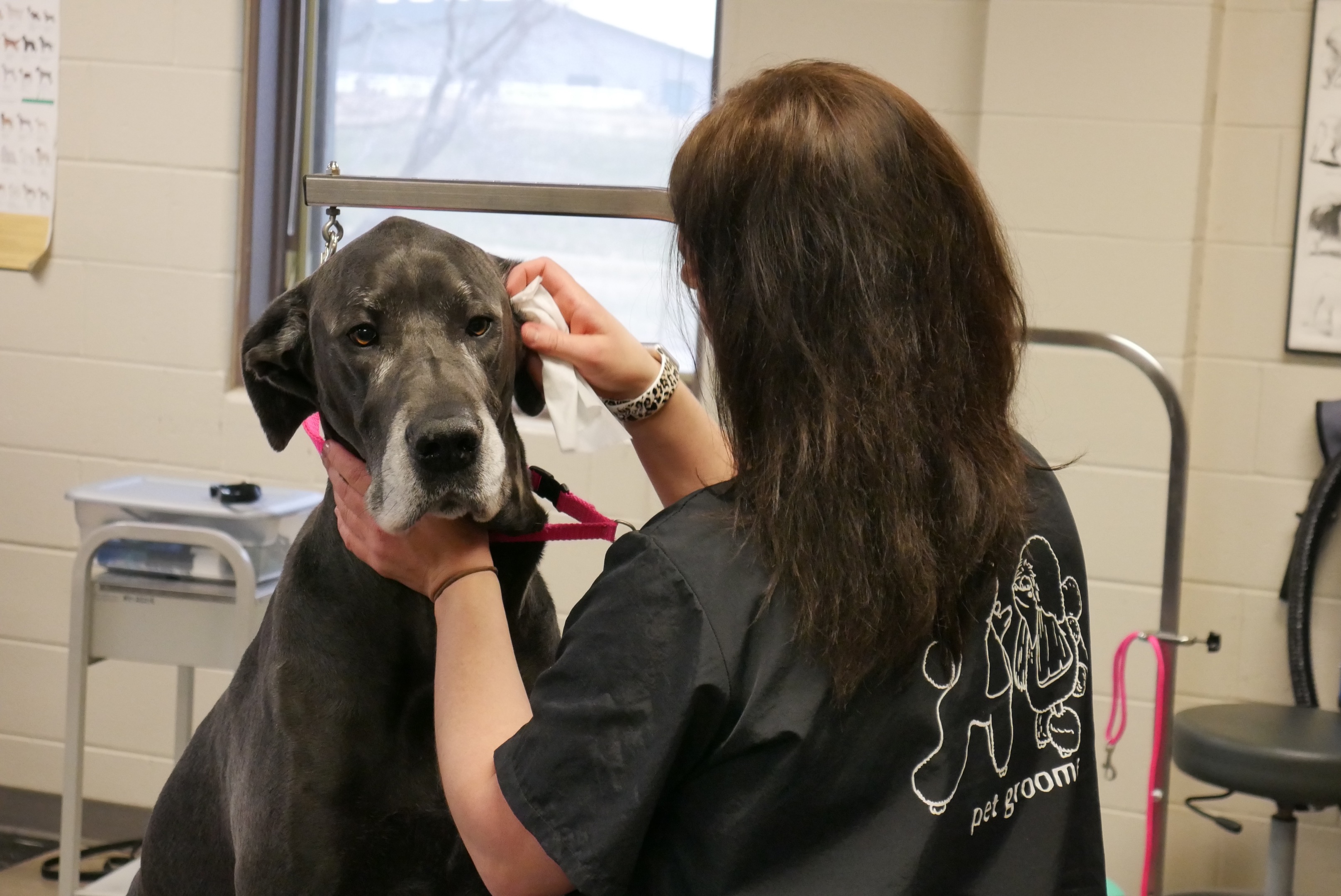 Online booking Kirkwood Community College Pet Grooming