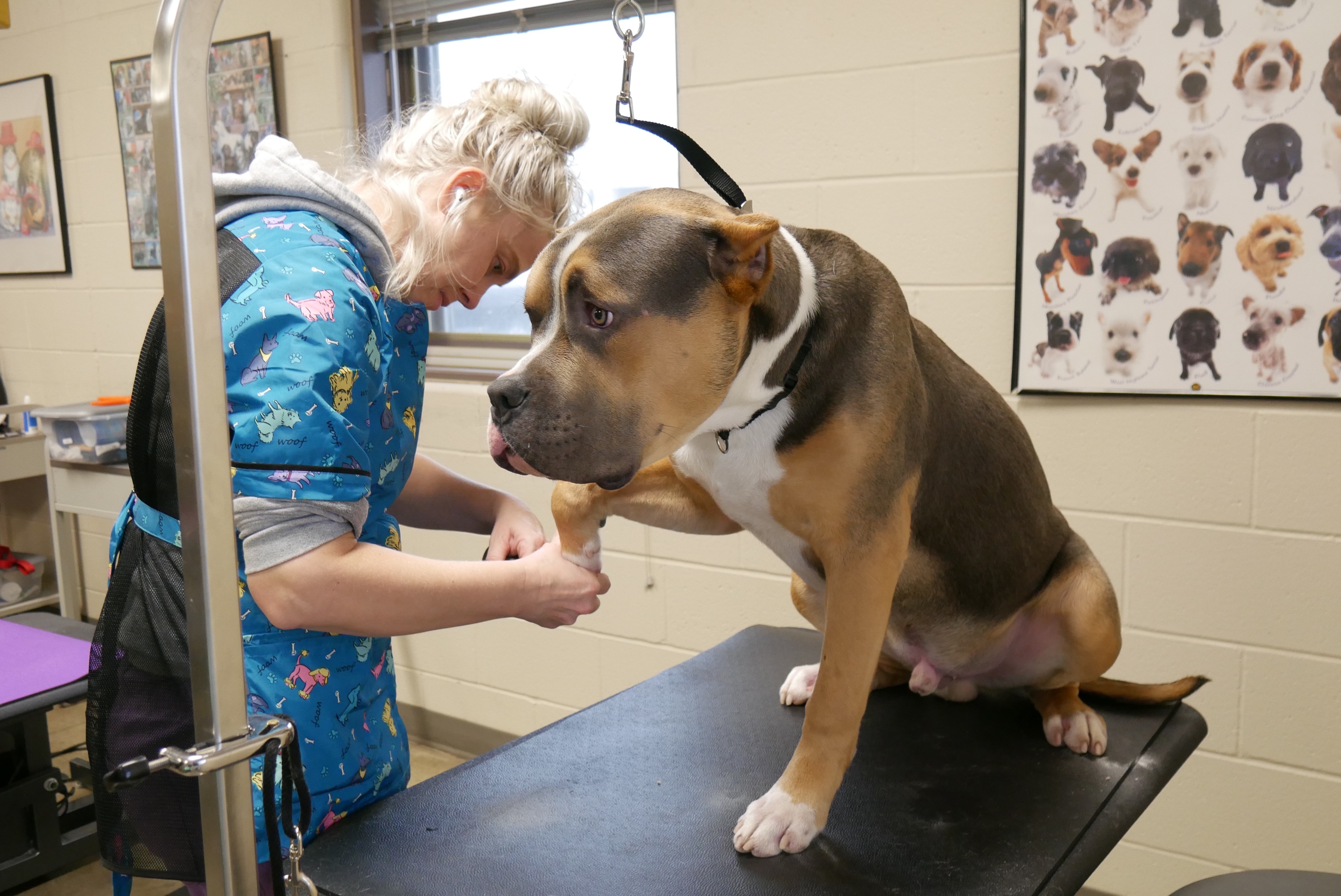 Online booking Kirkwood Community College Pet Grooming