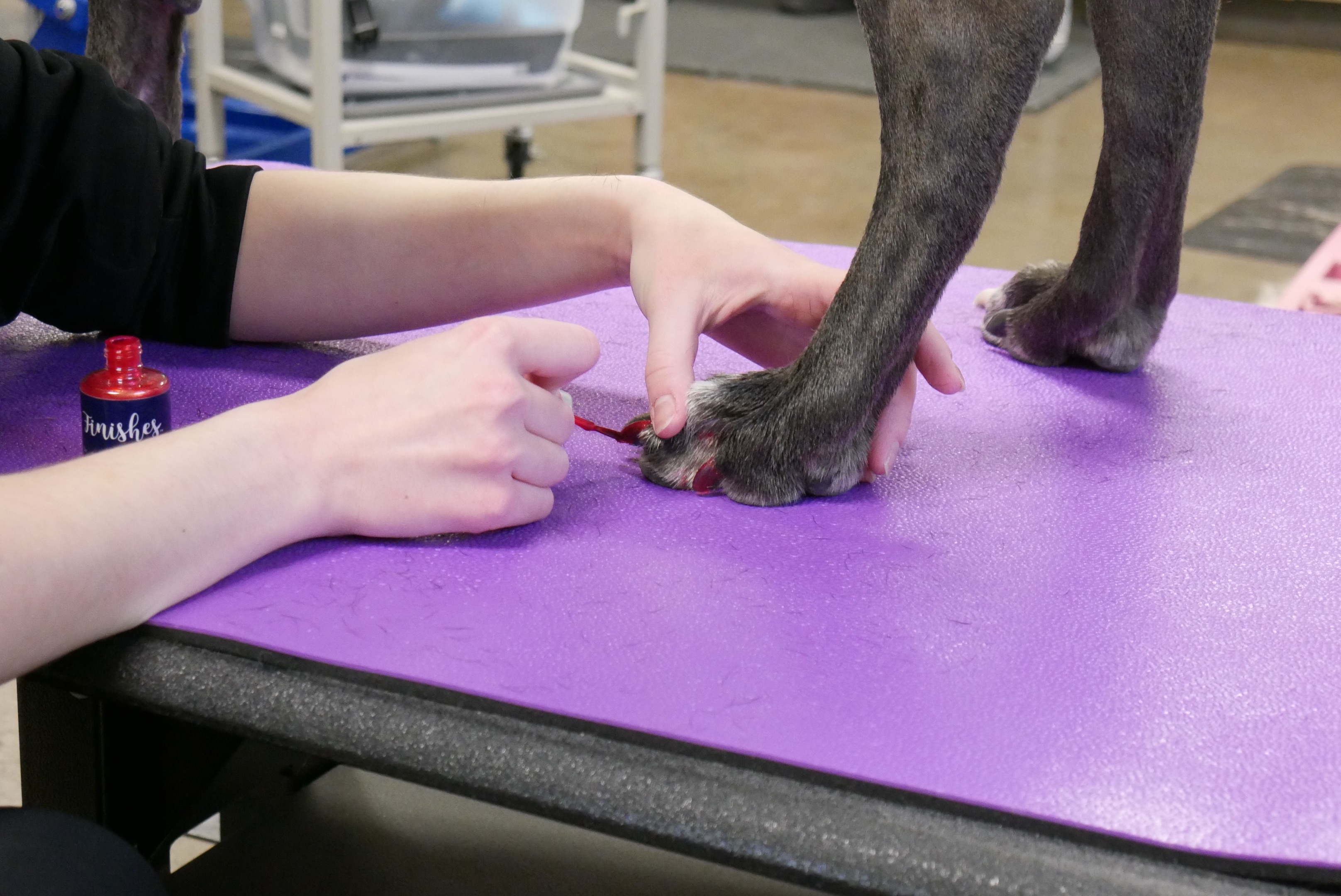 Online booking Kirkwood Community College Pet Grooming