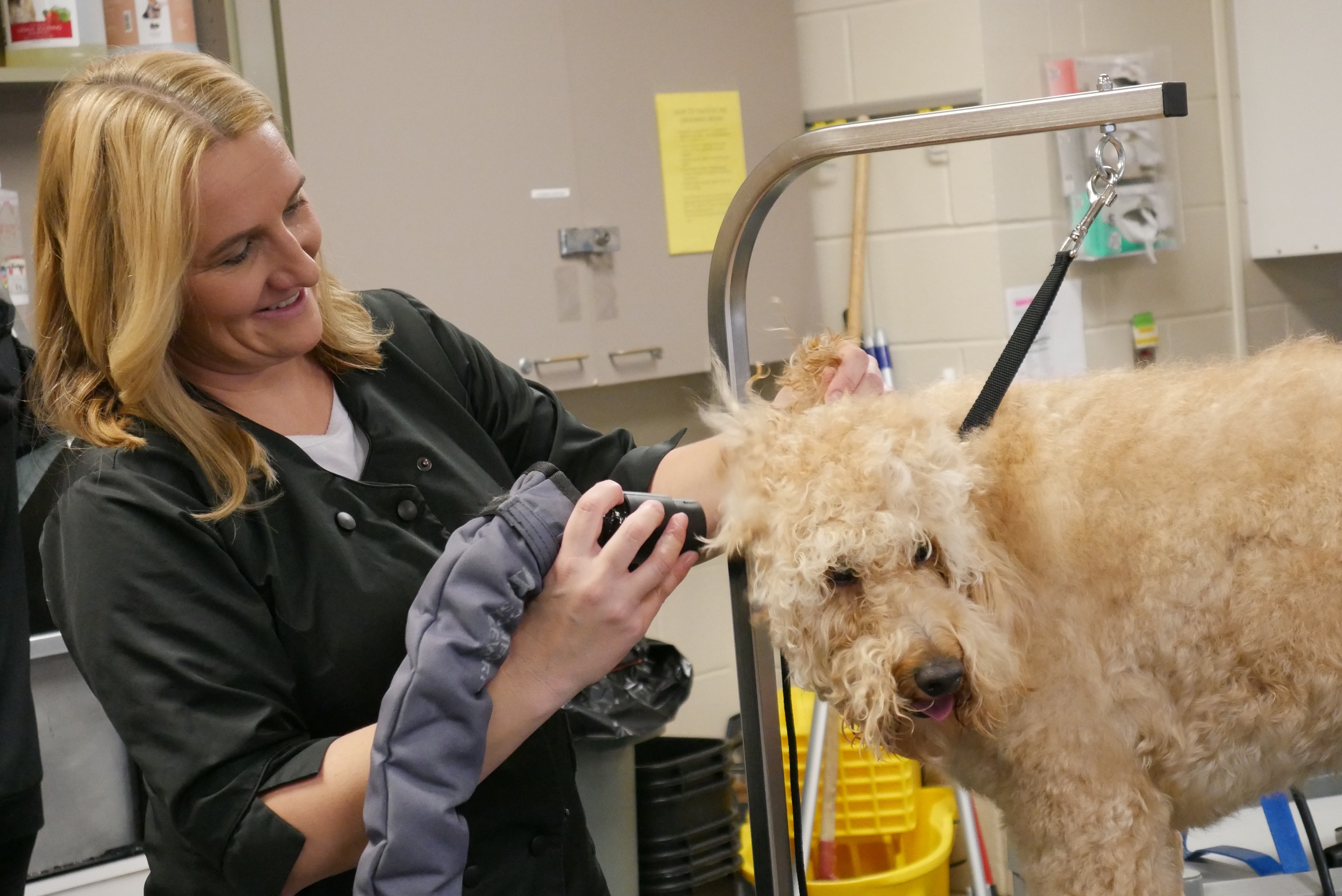 Online booking Kirkwood Community College Pet Grooming