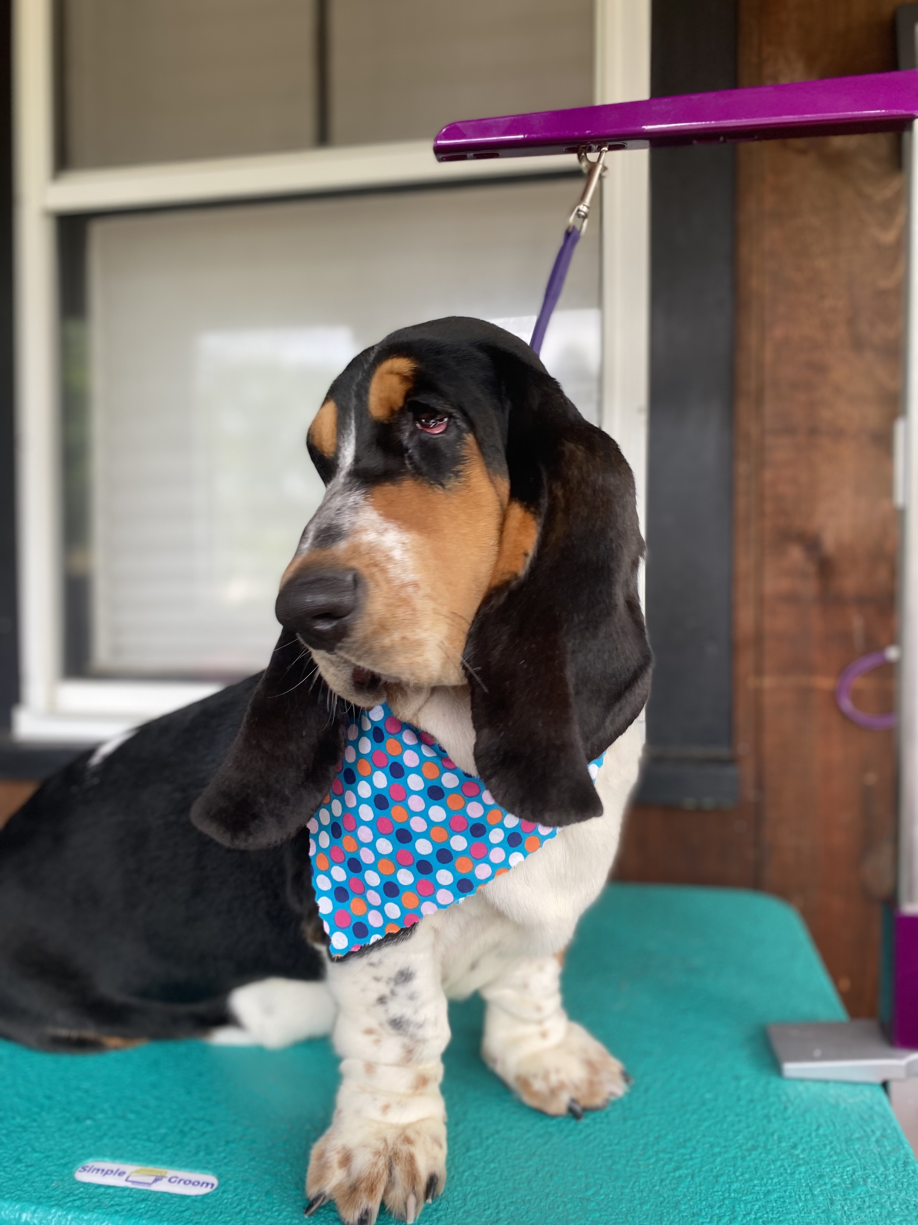 Online booking bitOfur pet salon