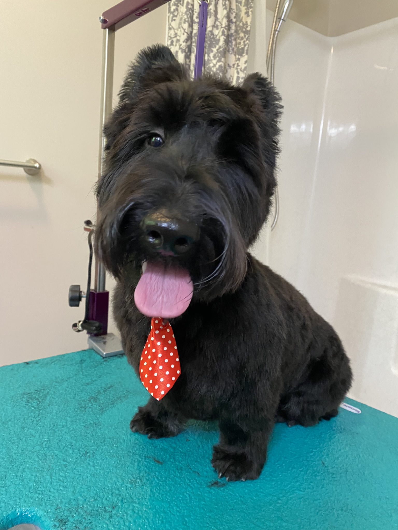 Online booking bitOfur pet salon