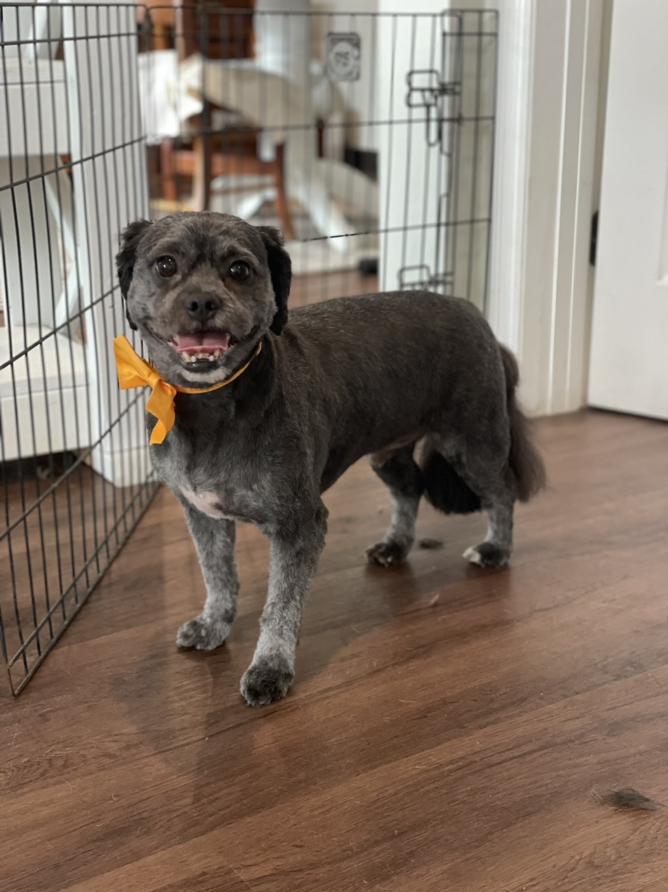 Online booking Ashley’s Loving Touch Pet Grooming LLC