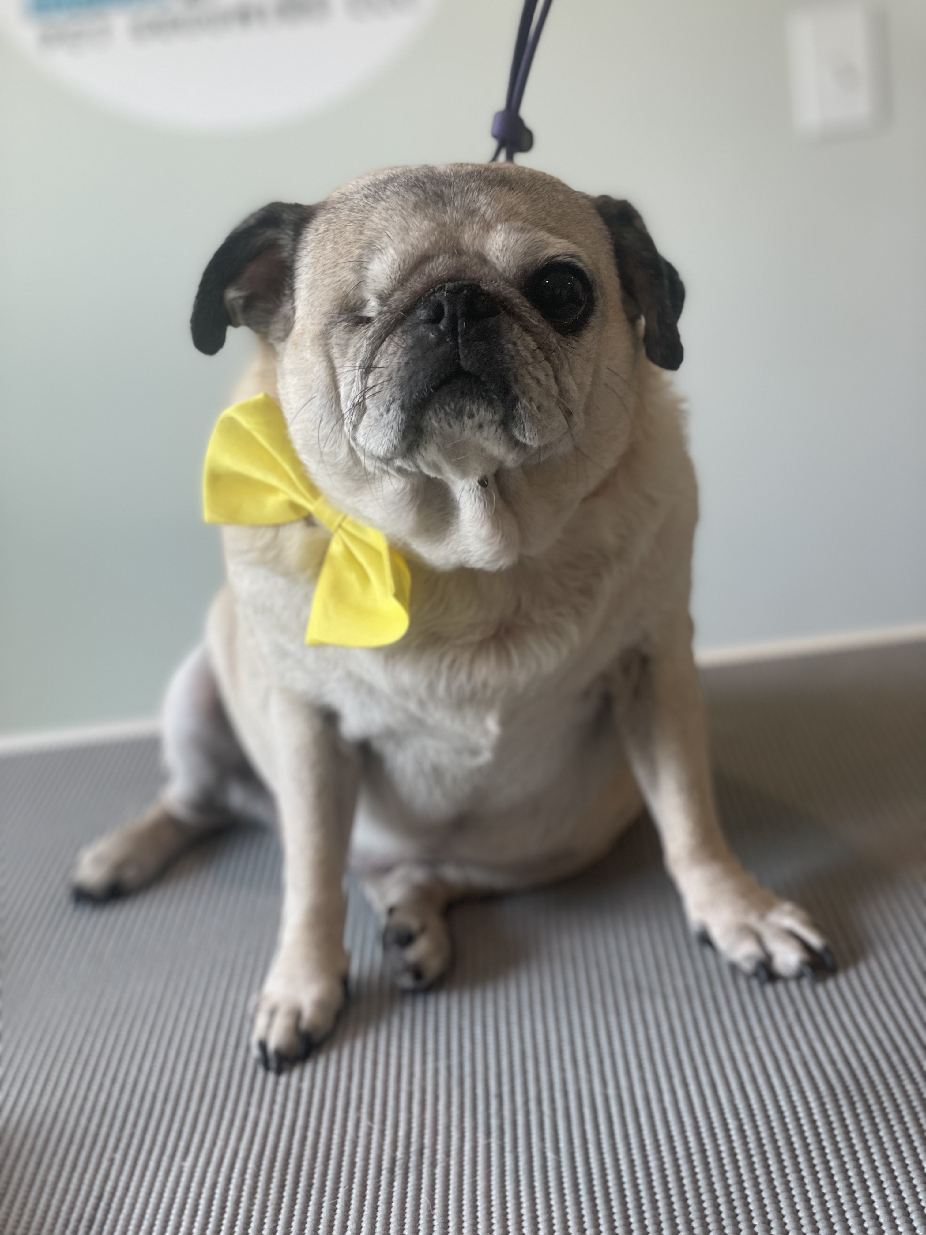 Online booking Ashley’s Loving Touch Pet Grooming LLC