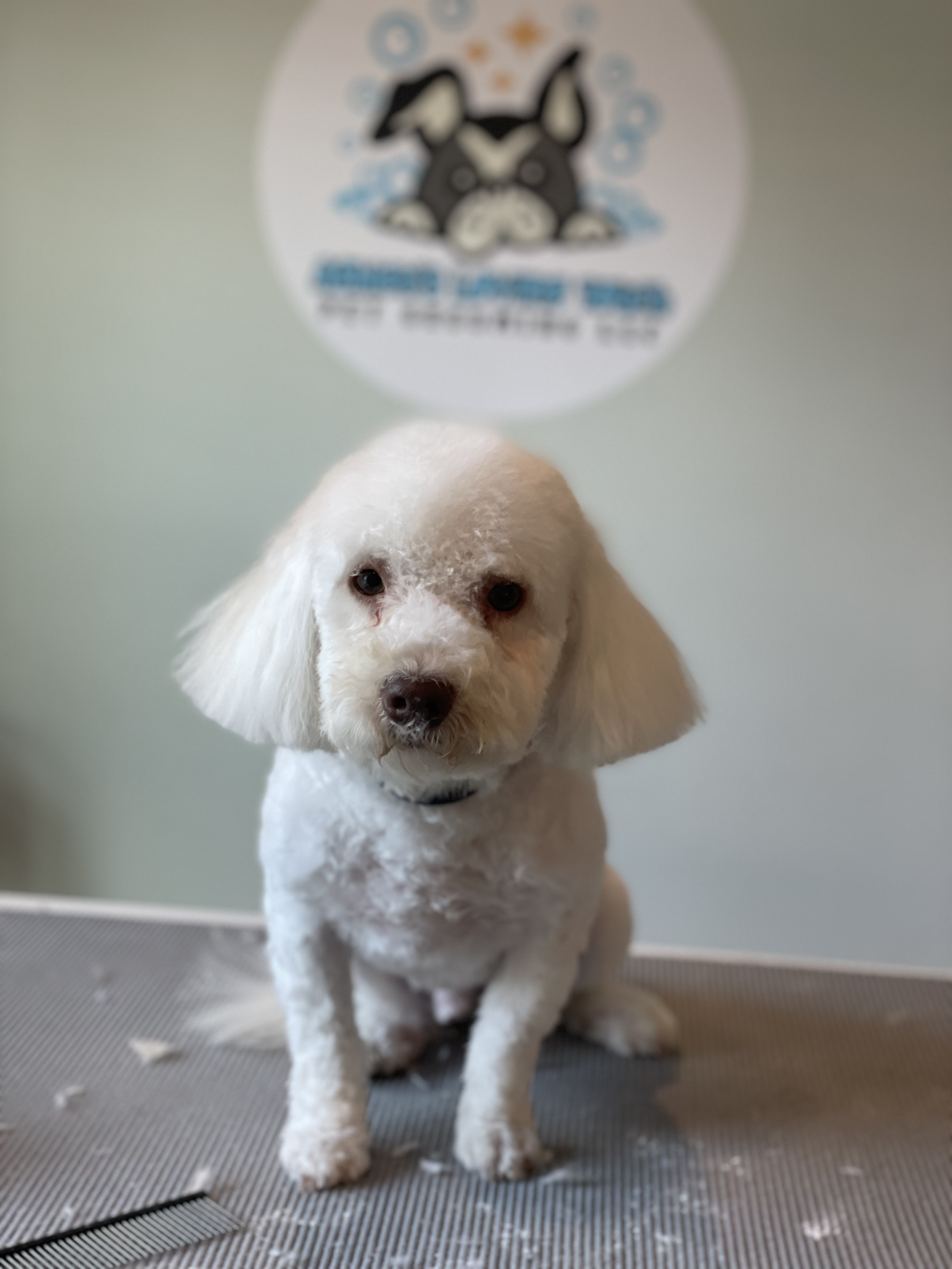 Online booking Ashley’s Loving Touch Pet Grooming LLC
