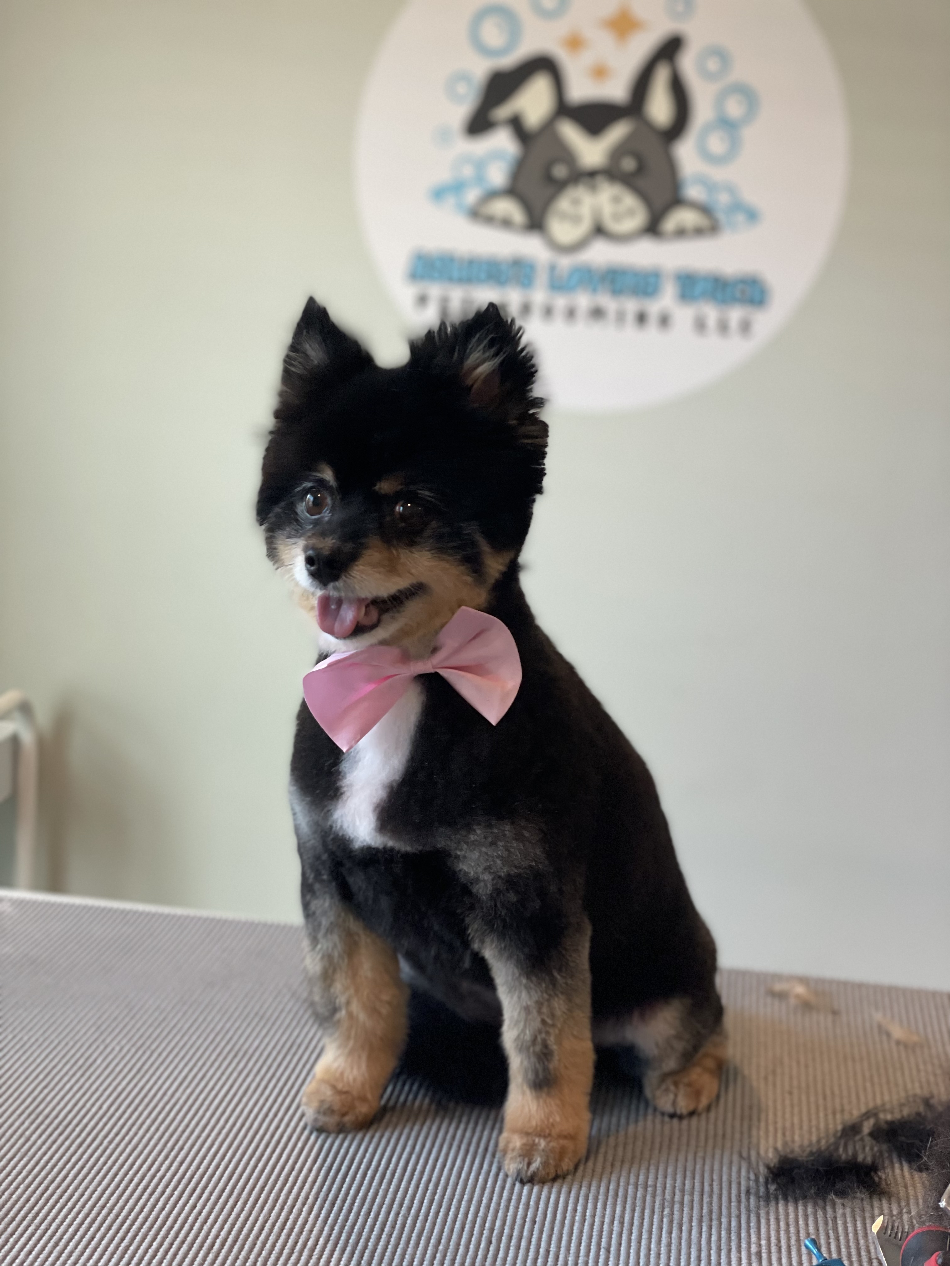 Online booking Ashley’s Loving Touch Pet Grooming LLC
