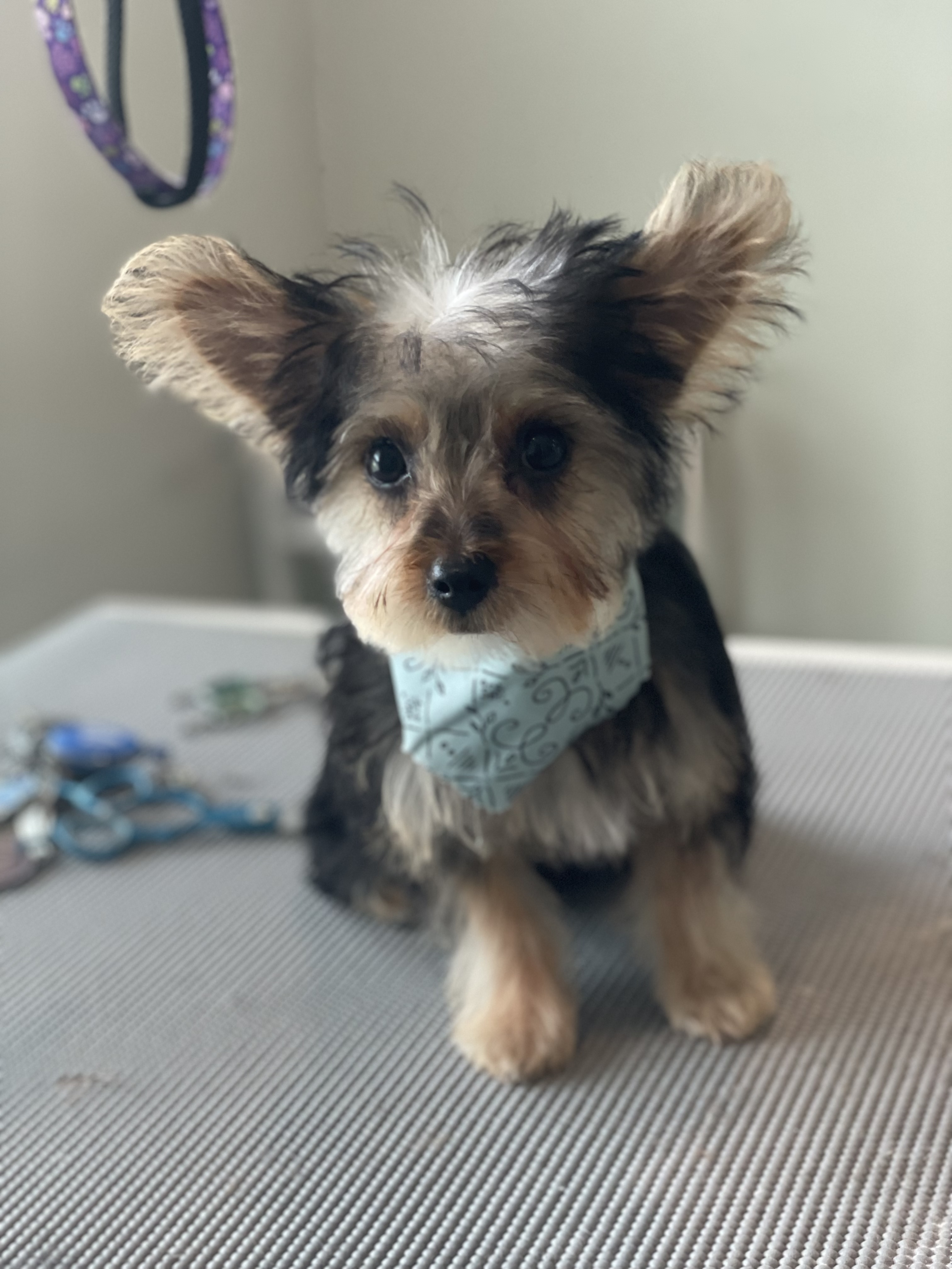 Online booking Ashley’s Loving Touch Pet Grooming LLC