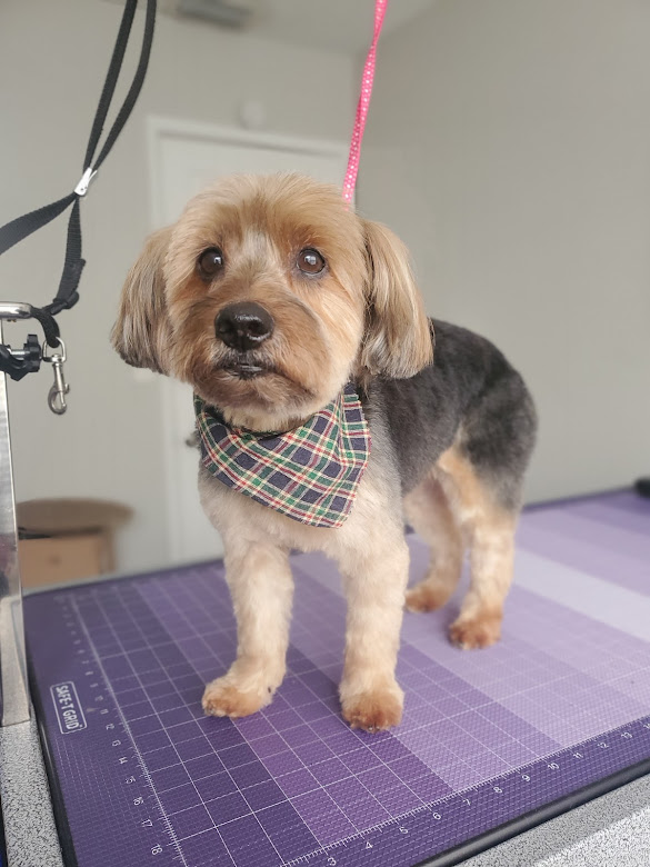 Online booking Love Fur Paws Mobile Dog Grooming