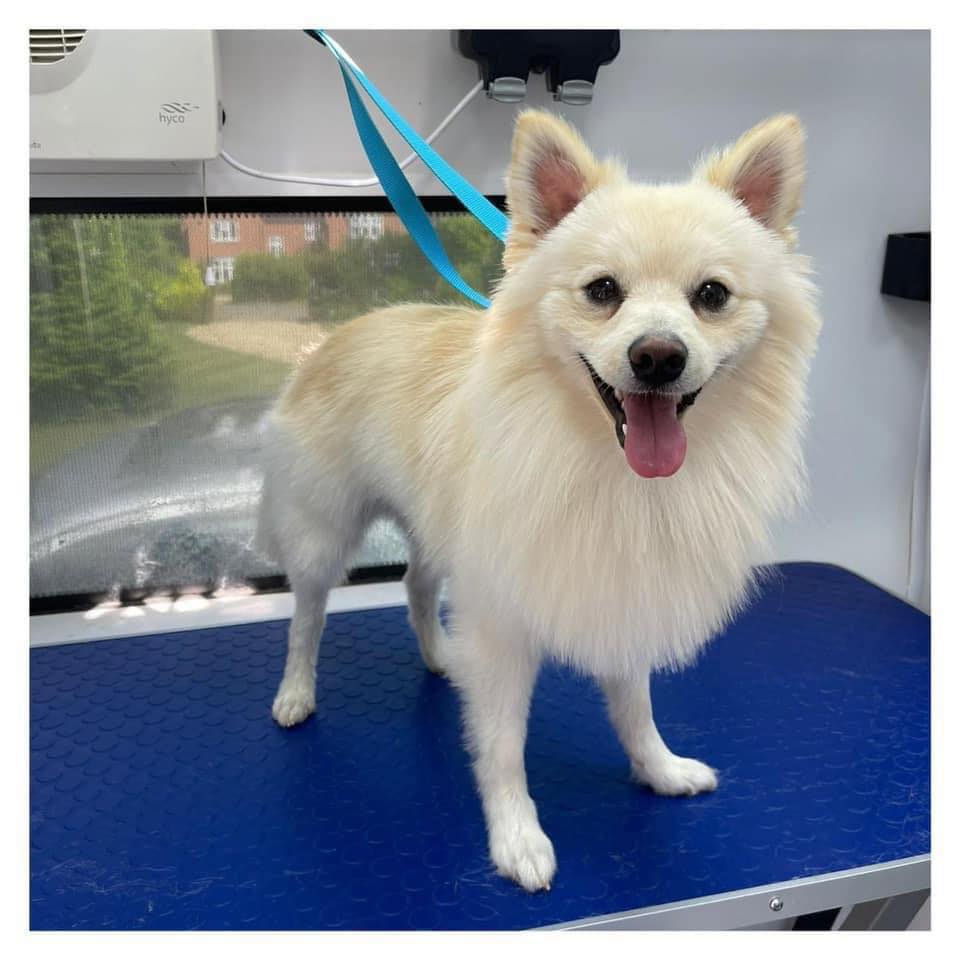 Online booking Loving Paws