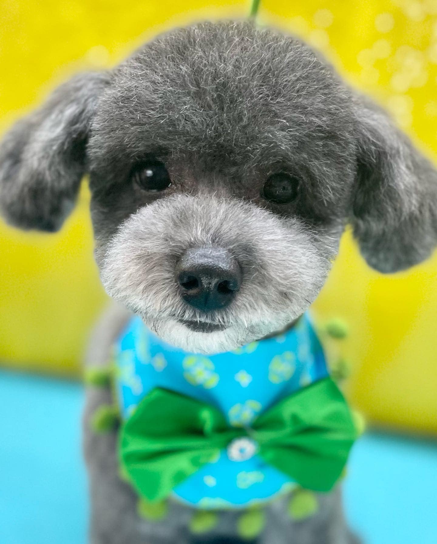 Online booking Makeover Rover Mobile Grooming