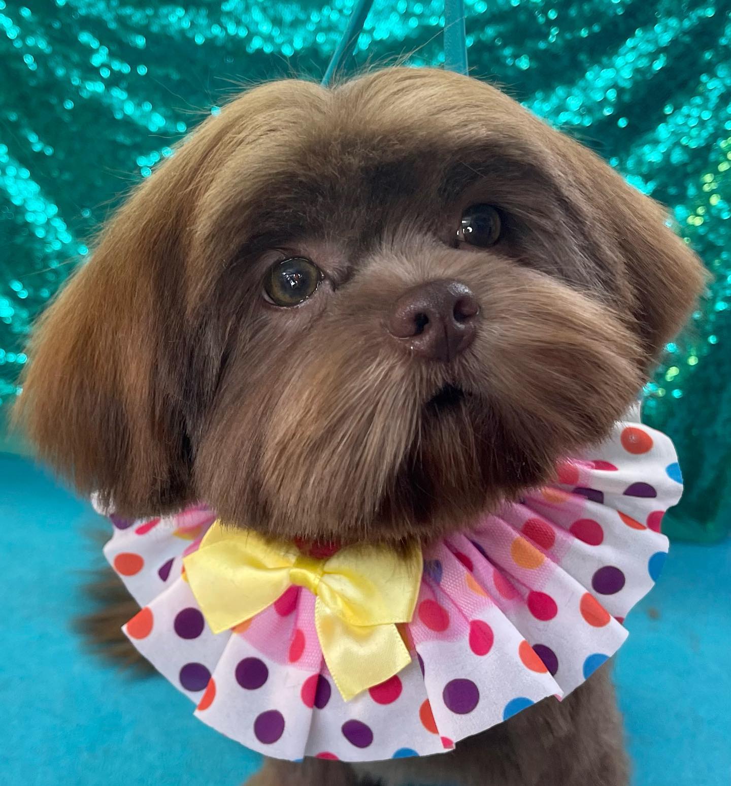 Online booking Makeover Rover Mobile Grooming