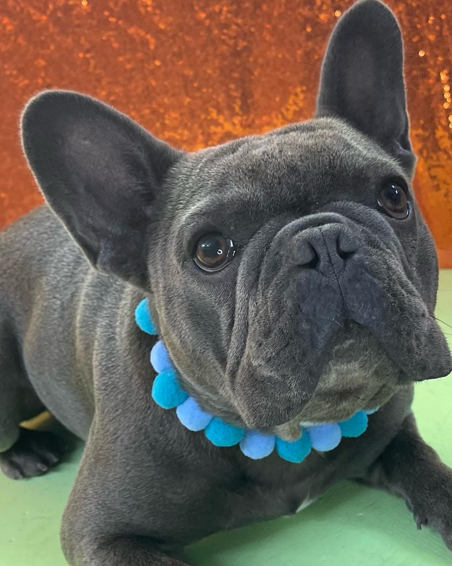 Online booking Makeover Rover Mobile Grooming