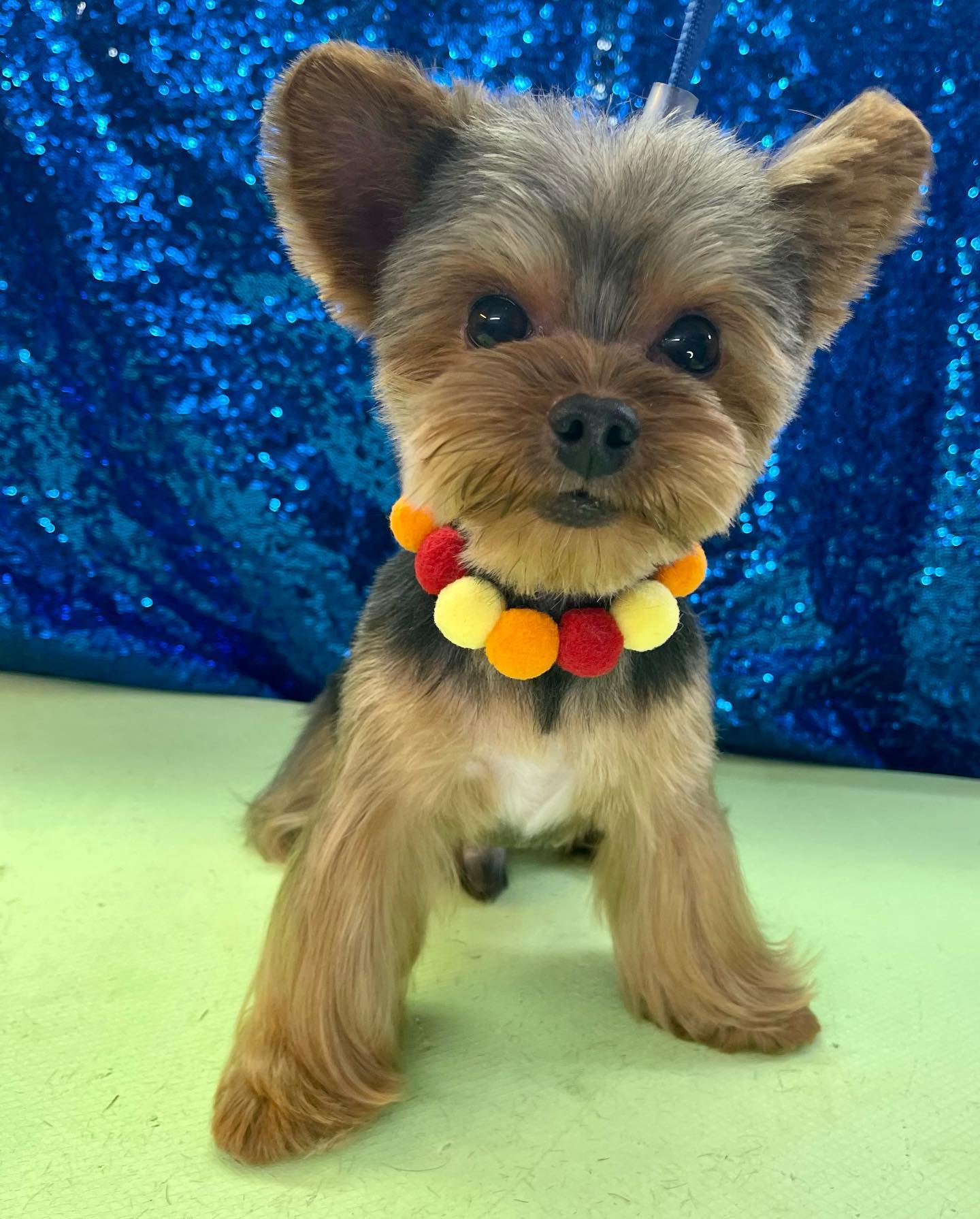 Online booking Makeover Rover Mobile Grooming