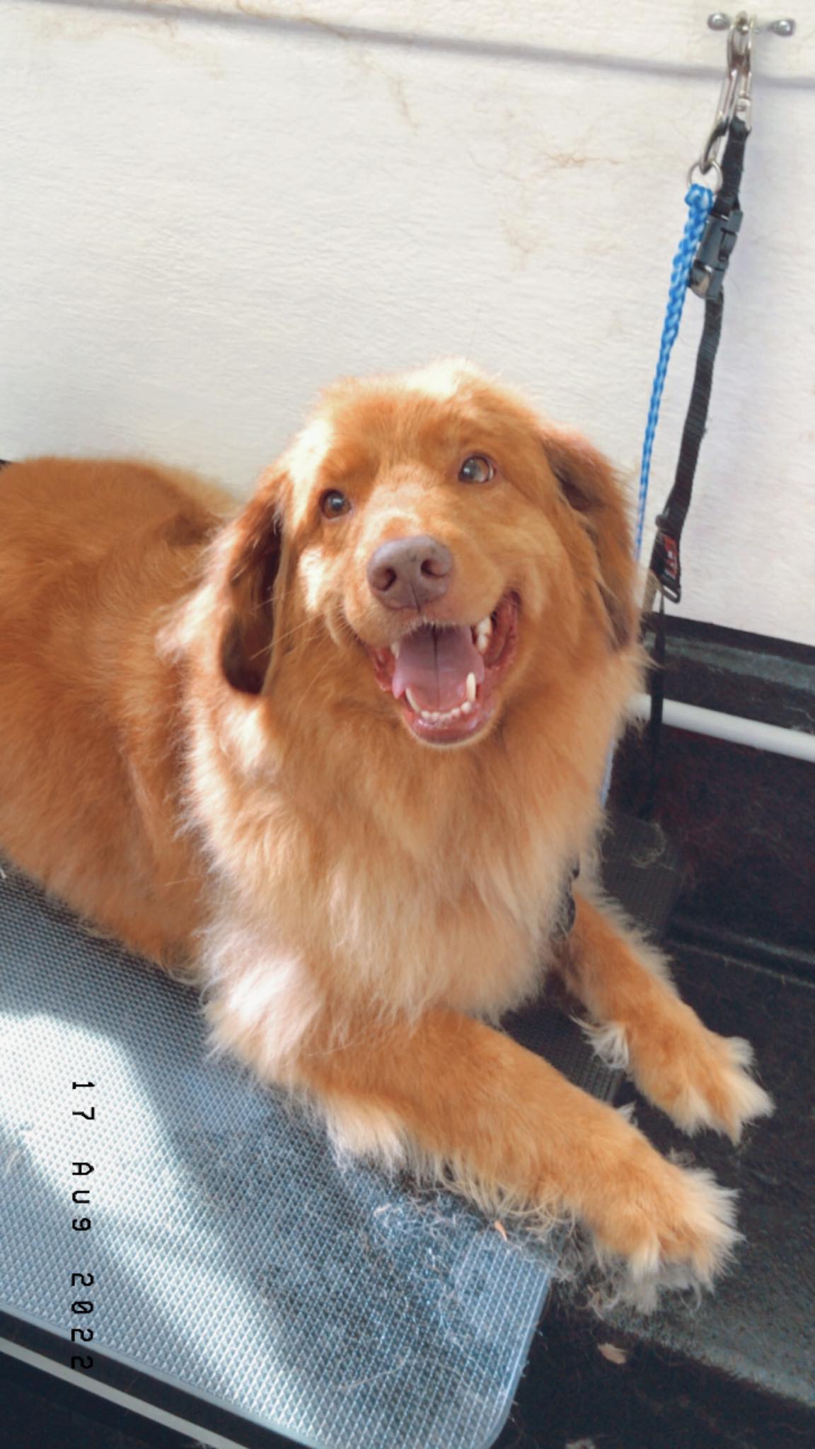 Online booking Jim’s Dog Wash And Grooming (Noble Park)