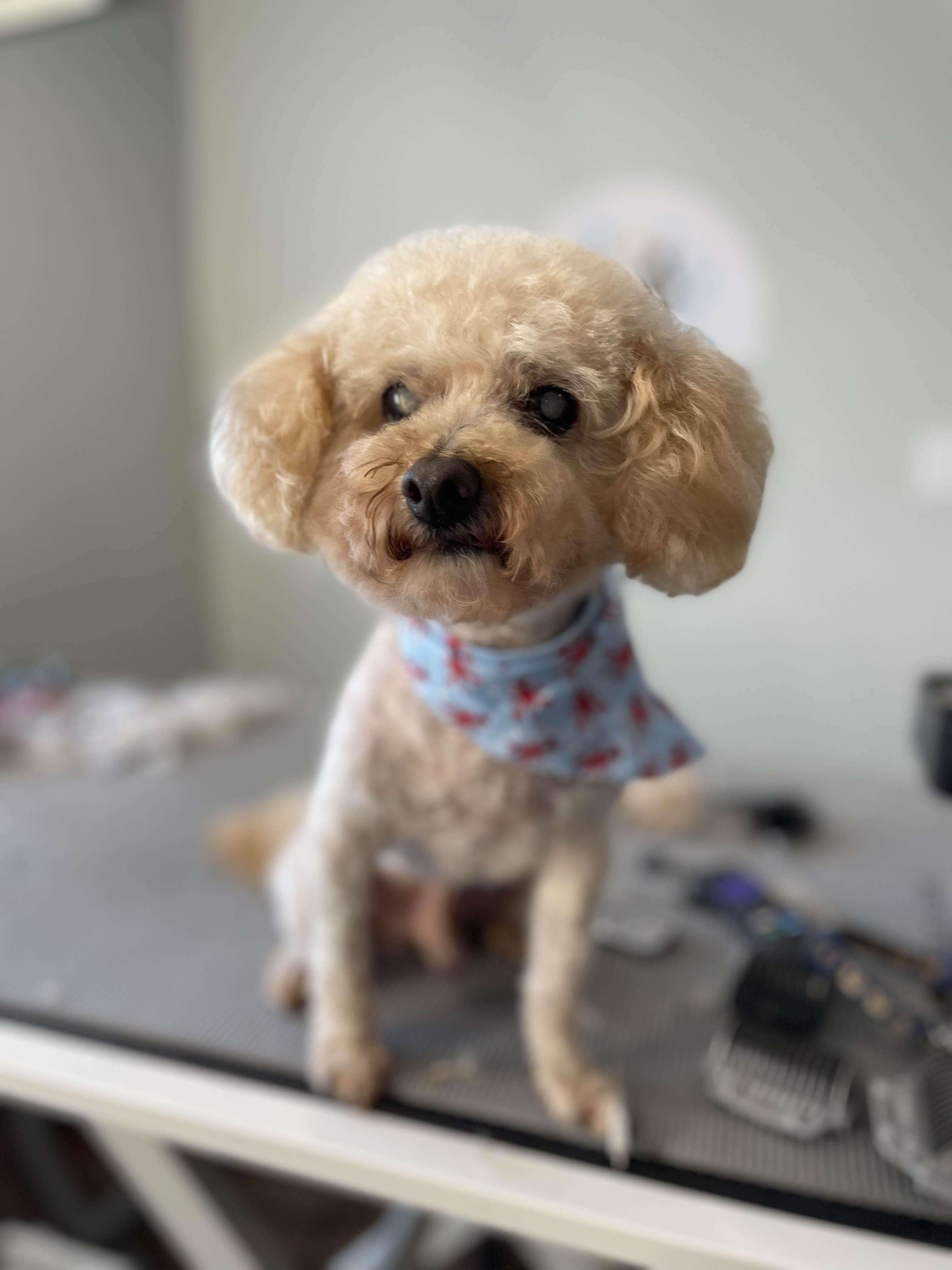 Online booking Ashley’s Loving Touch Pet Grooming LLC