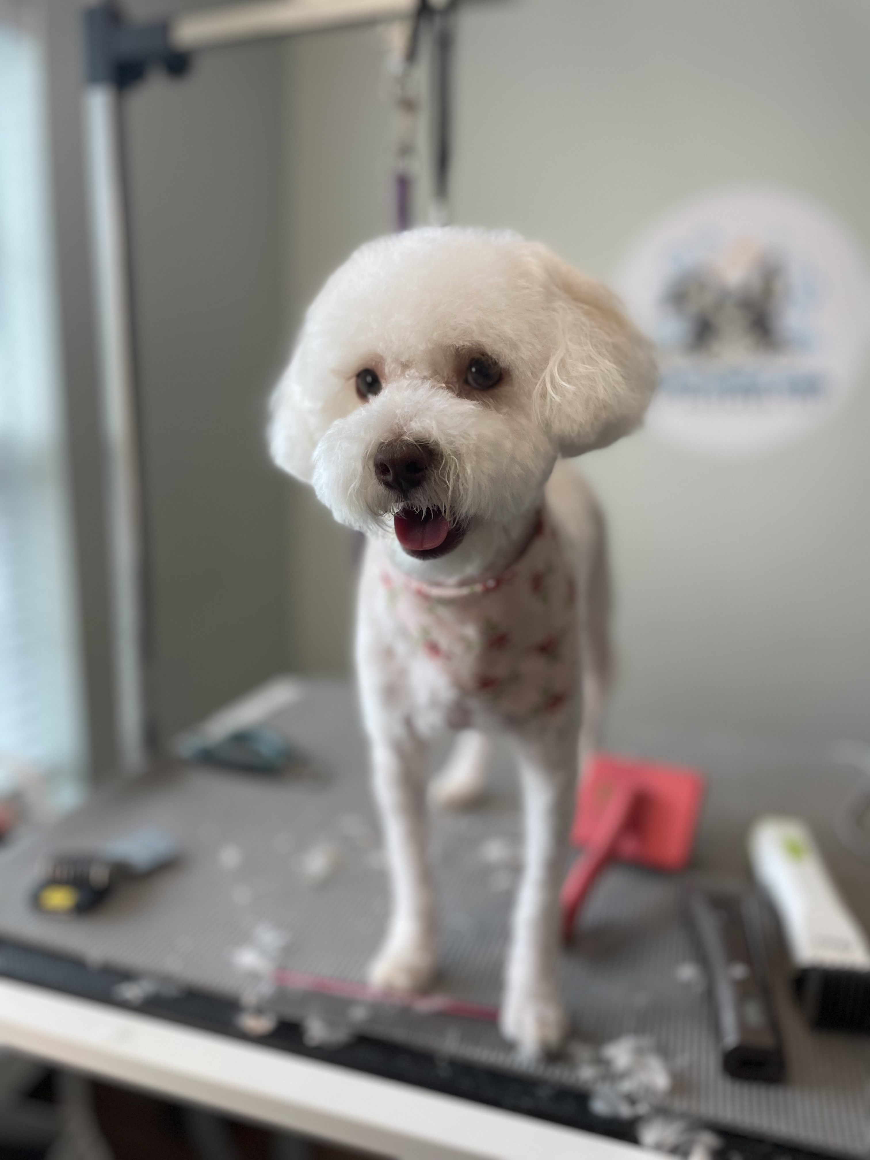 Online booking Ashley’s Loving Touch Pet Grooming LLC