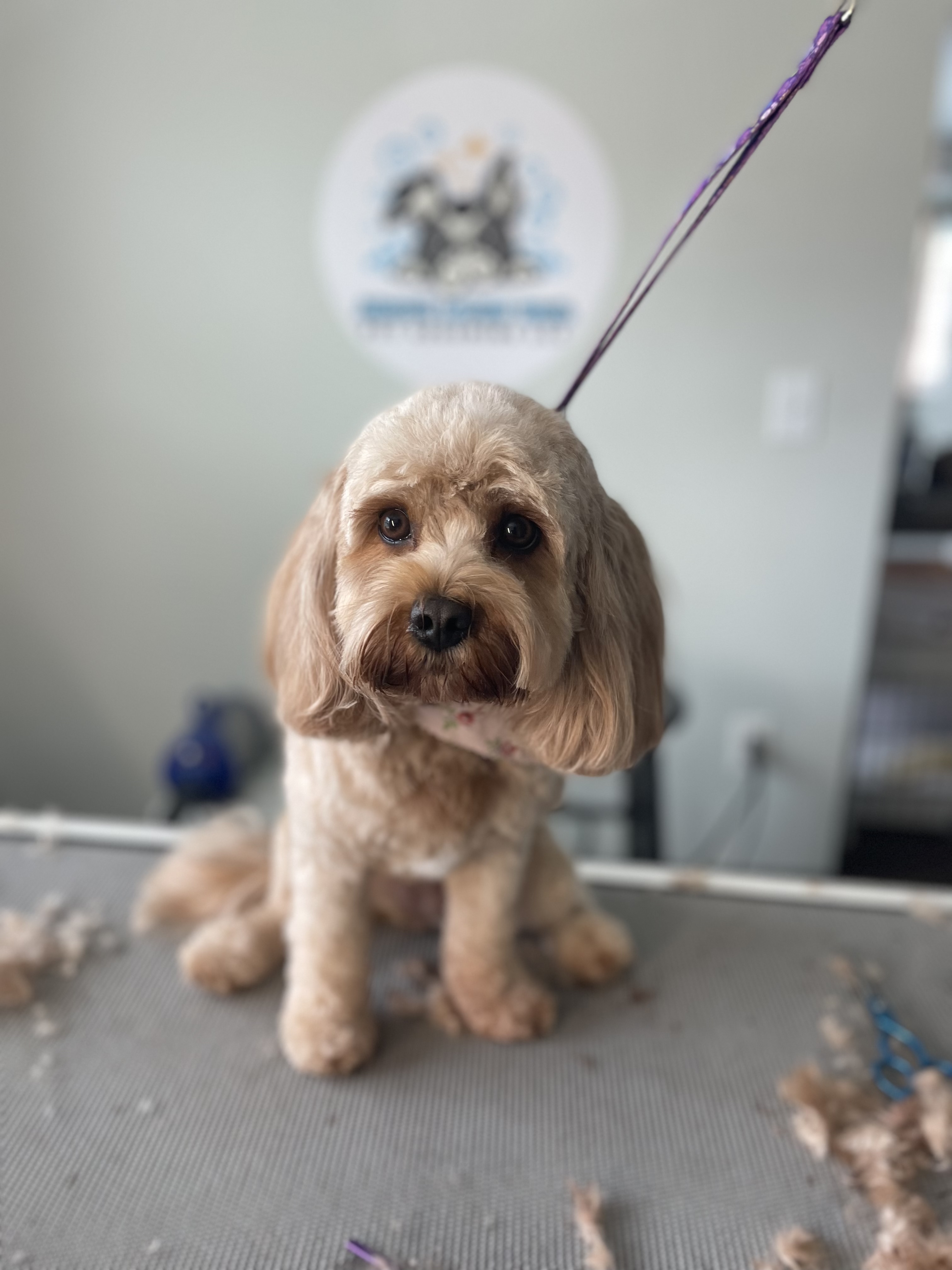 Online booking Ashley’s Loving Touch Pet Grooming LLC