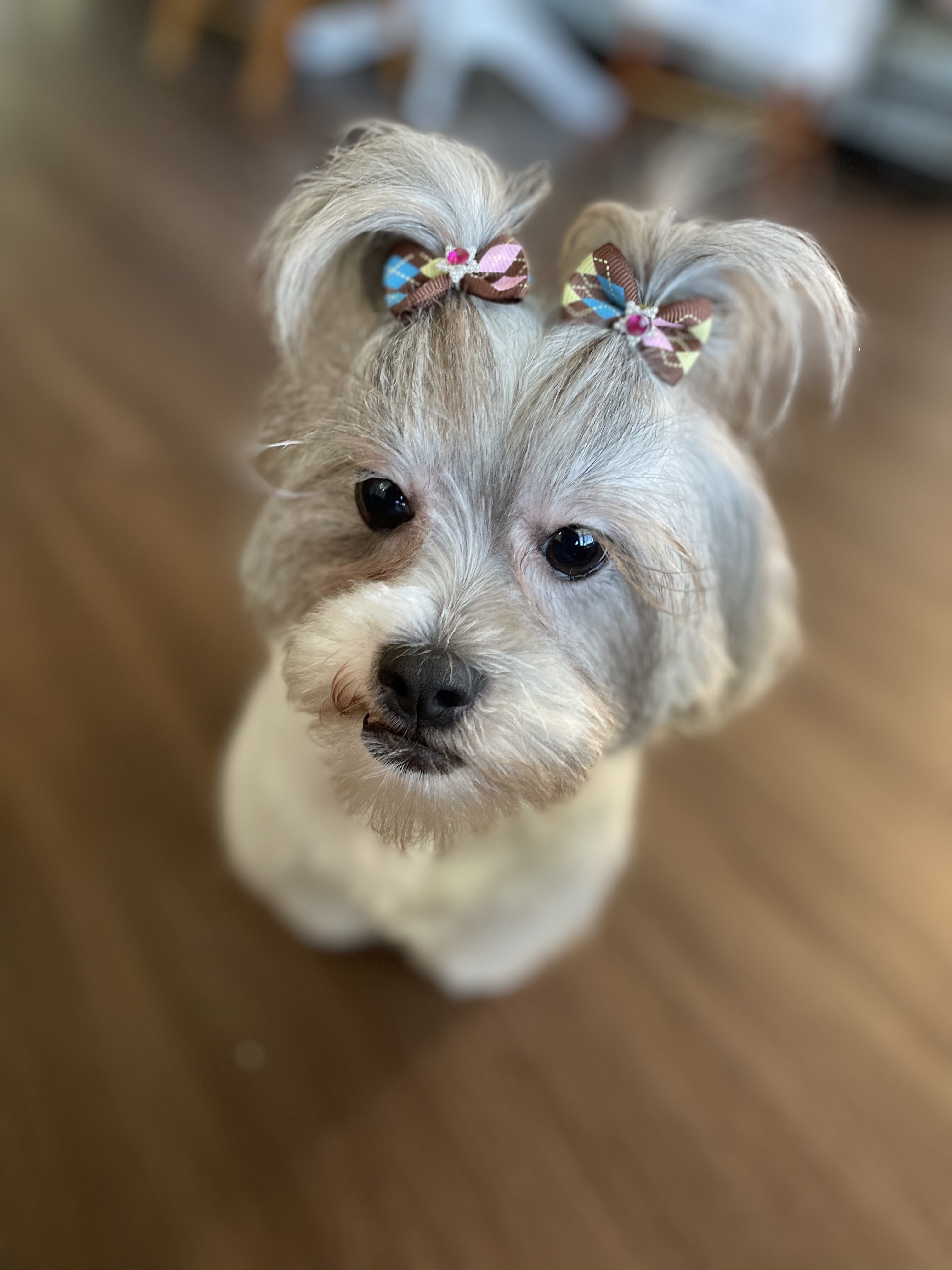 Online booking Ashley’s Loving Touch Pet Grooming LLC