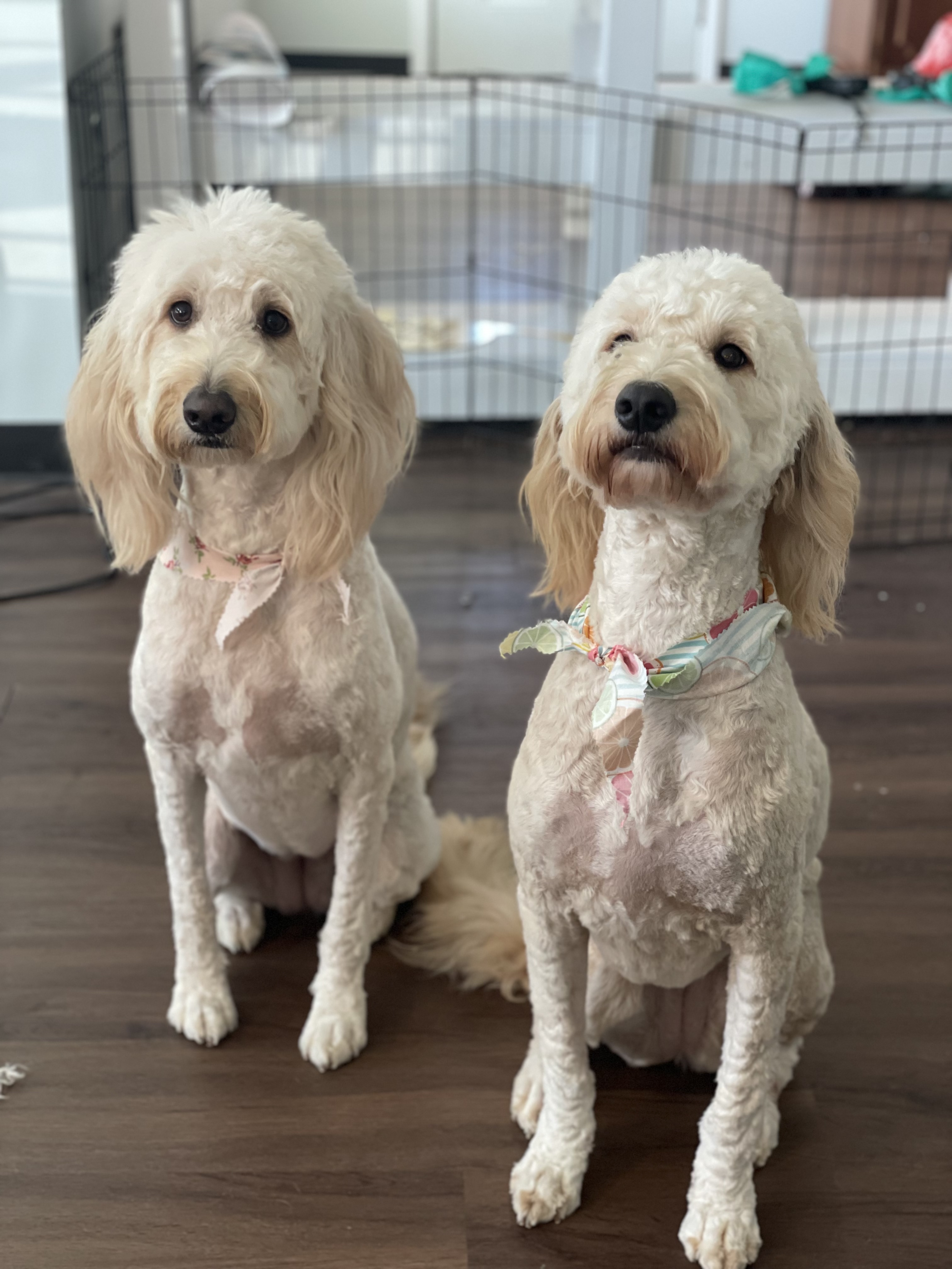 Online booking Ashley’s Loving Touch Pet Grooming LLC