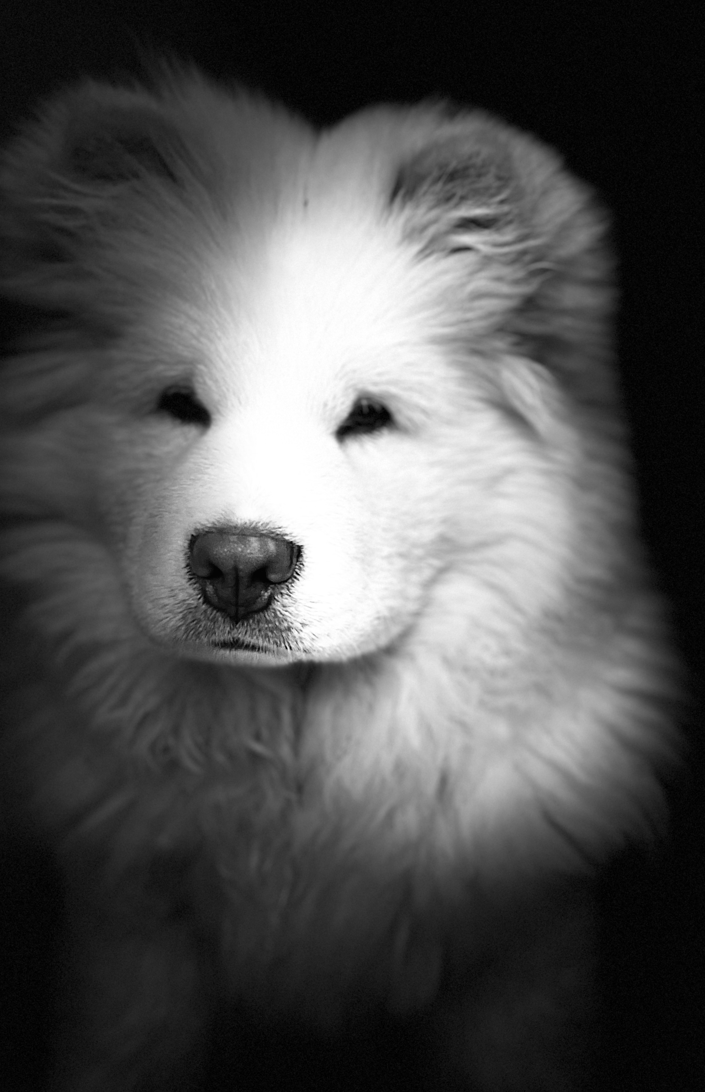 Online booking Happy Paws Grooming Salon