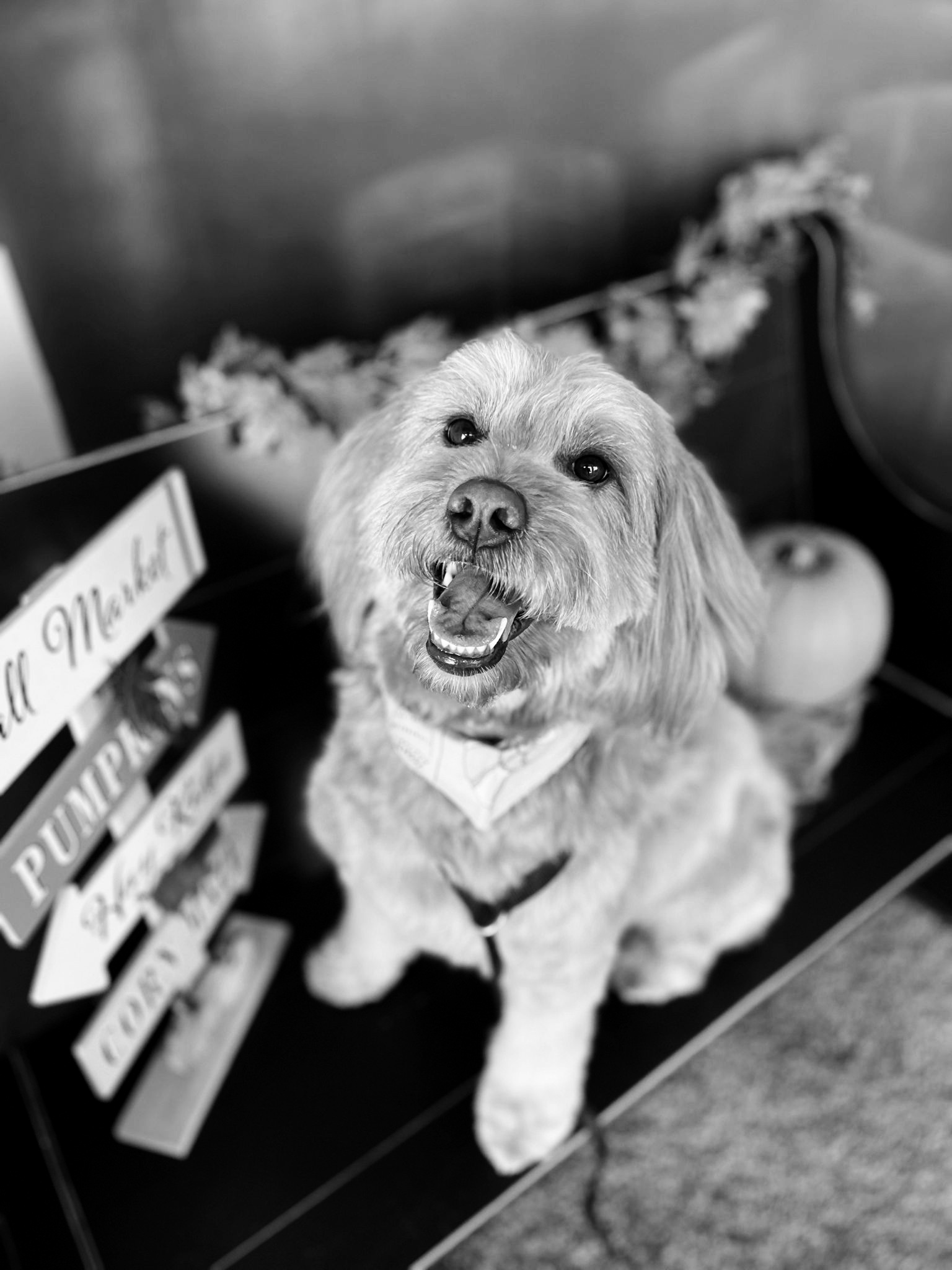 Online booking Swag Pet Grooming