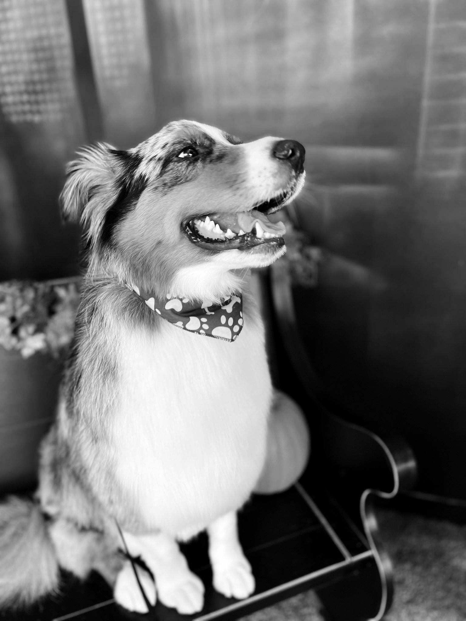 Online booking Swag Pet Grooming