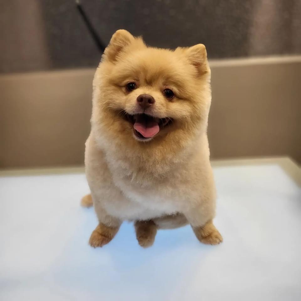 Online booking Barks And Bubbles Grooming Llc