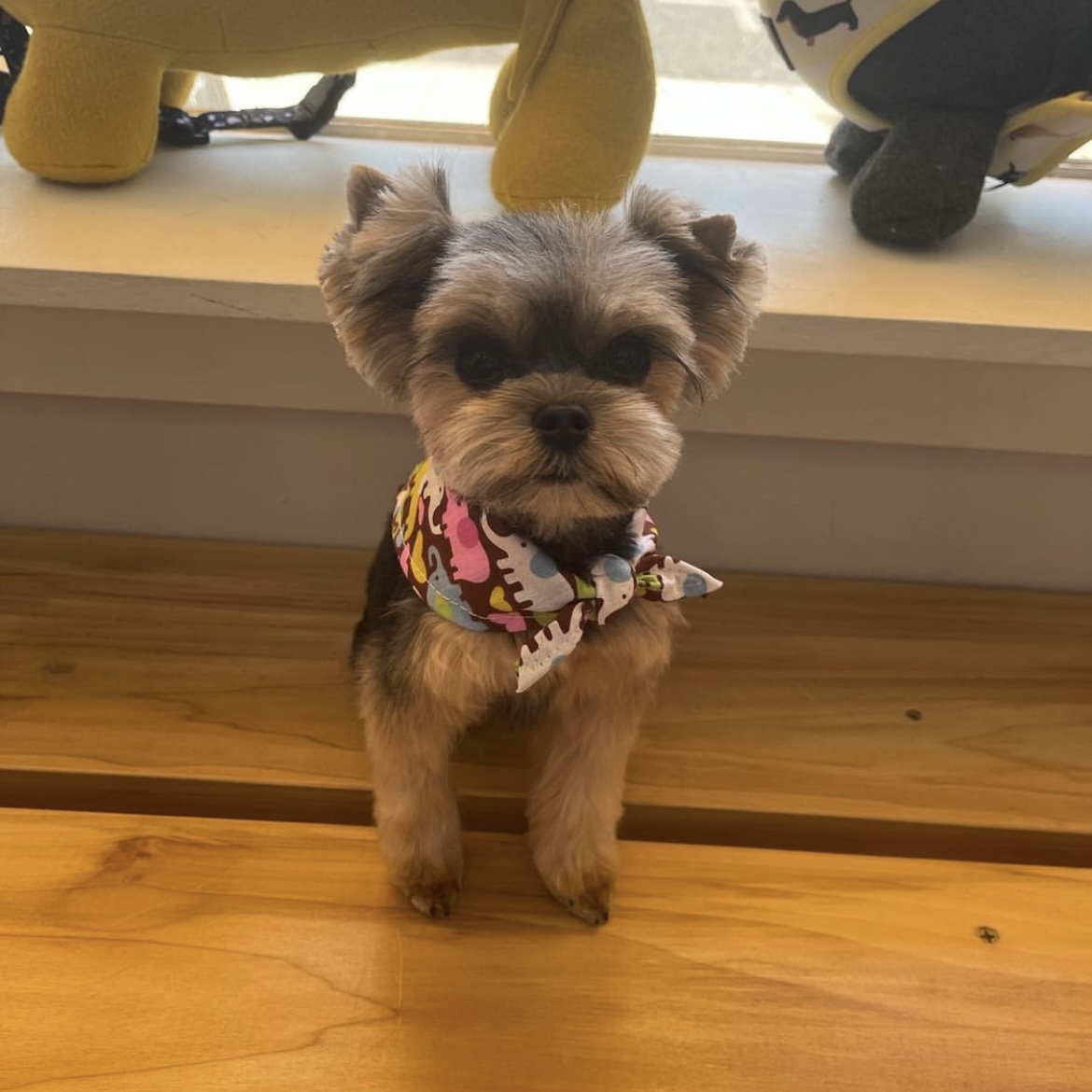 Online booking Henley Style Pet Grooming and Spa