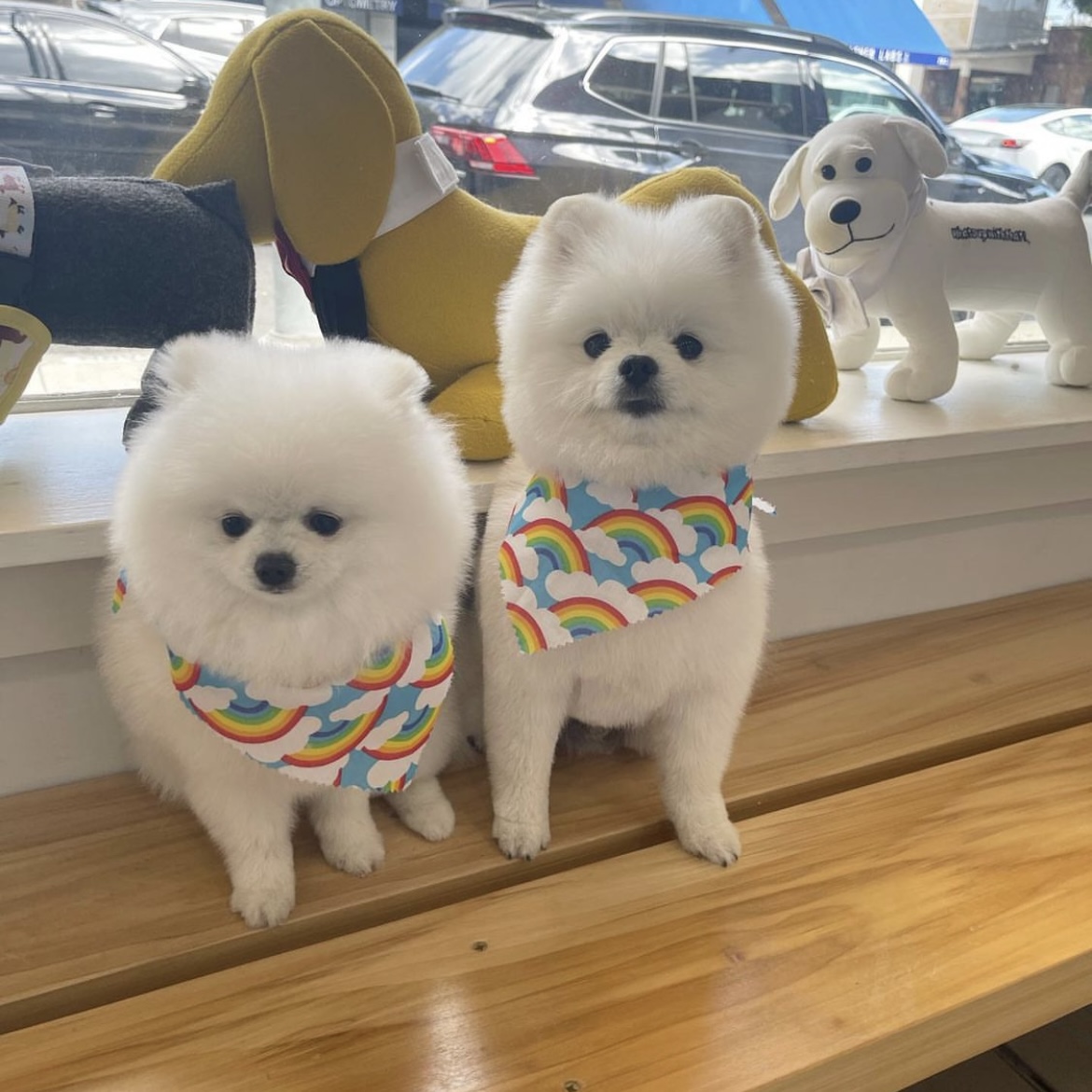 Online booking Henley Style Pet Grooming and Spa