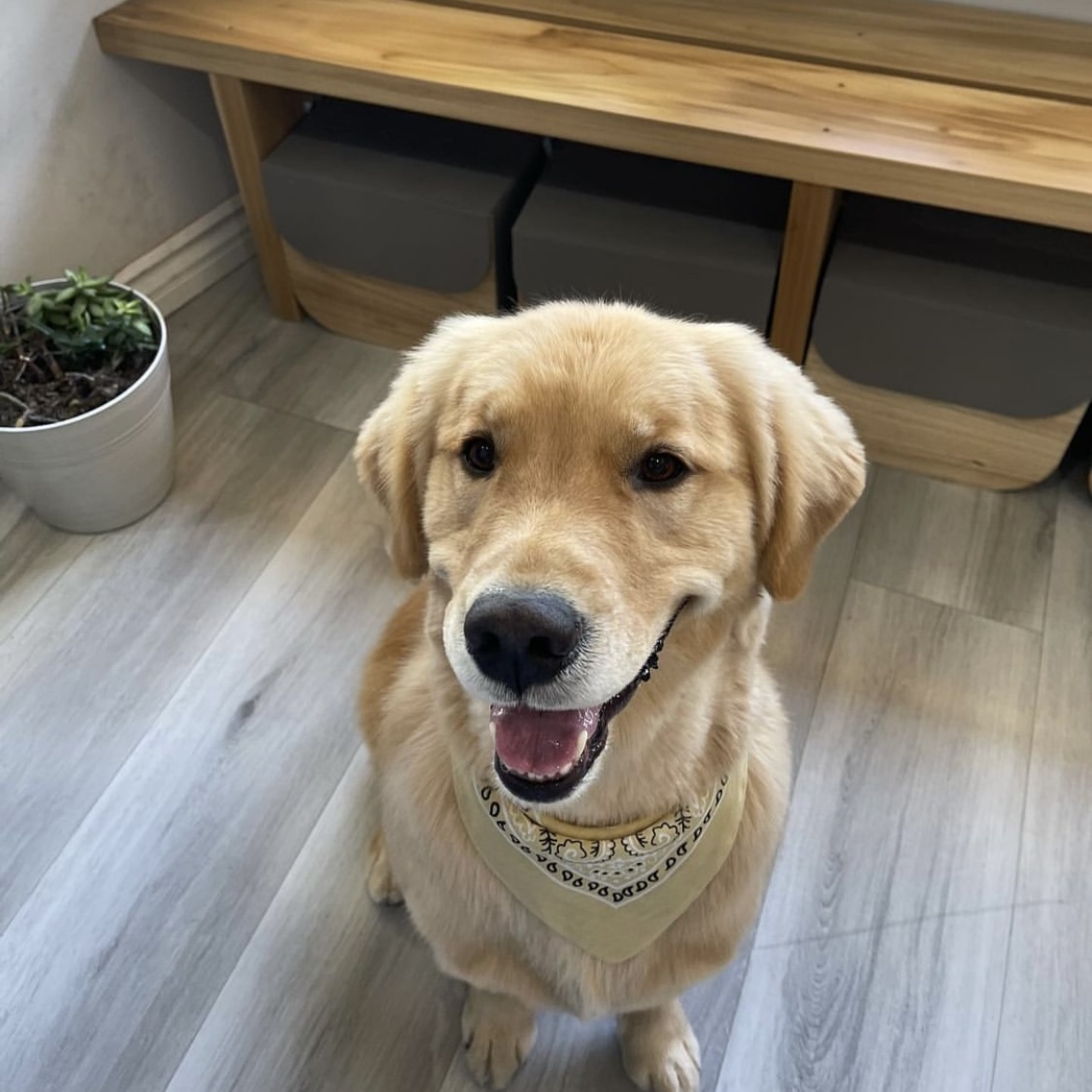 Online booking Henley Style Pet Grooming and Spa