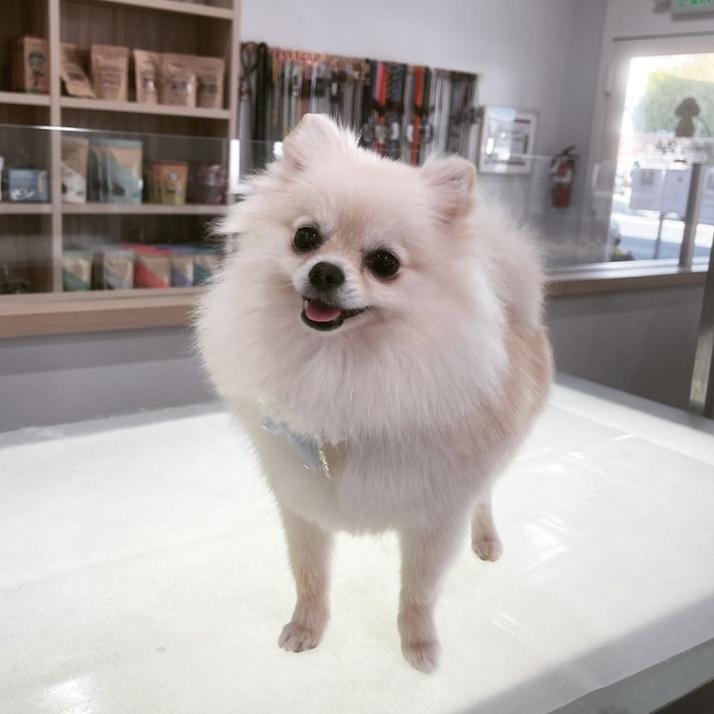 Online booking Henley Style Pet Grooming and Spa