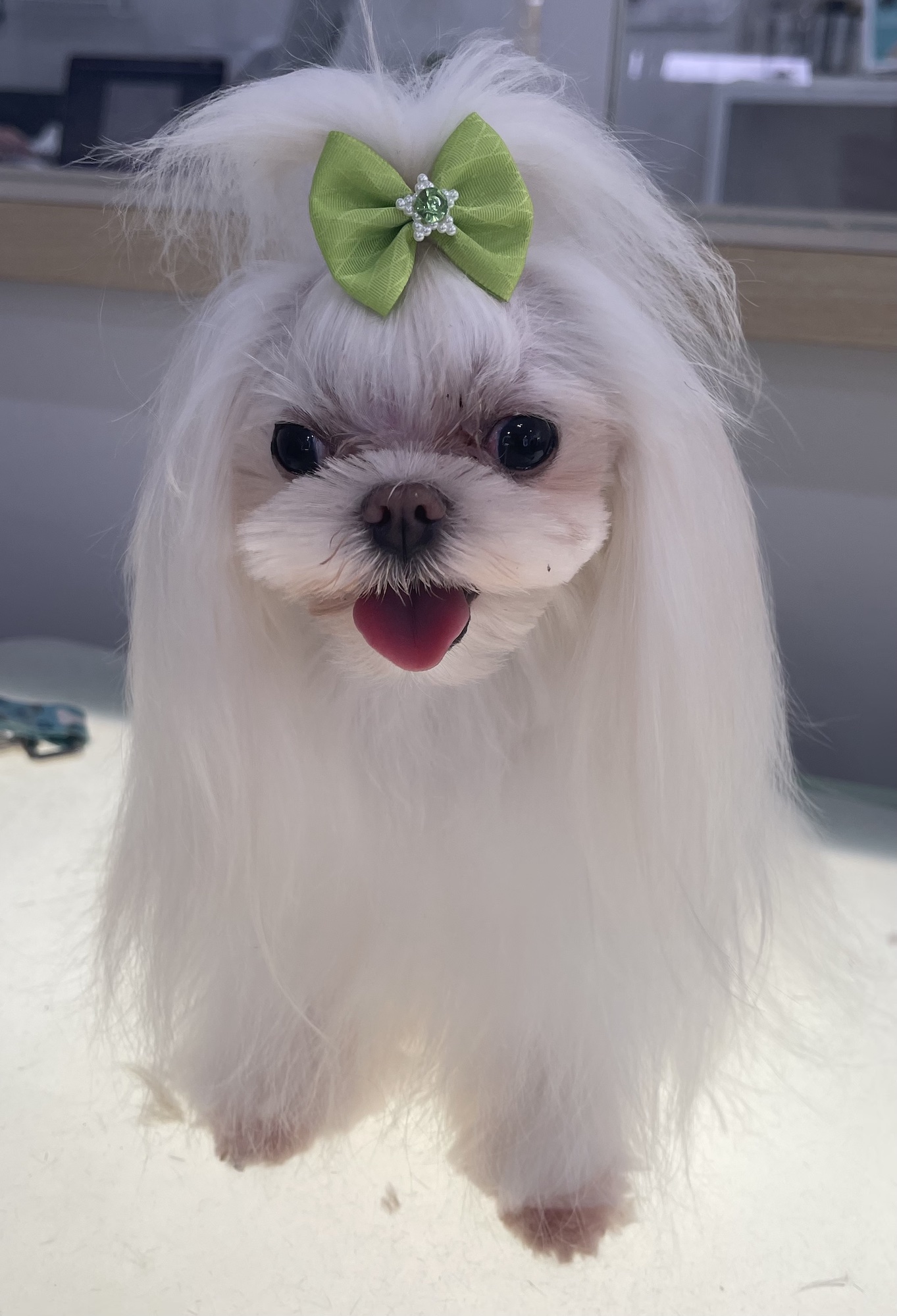 Online booking Henley Style Pet Grooming and Spa