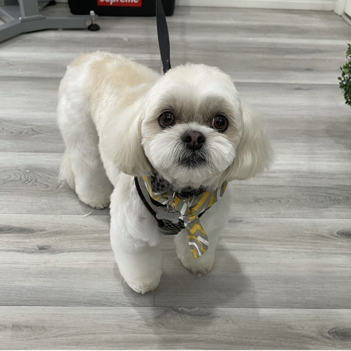 Online booking Henley Style Pet Grooming and Spa