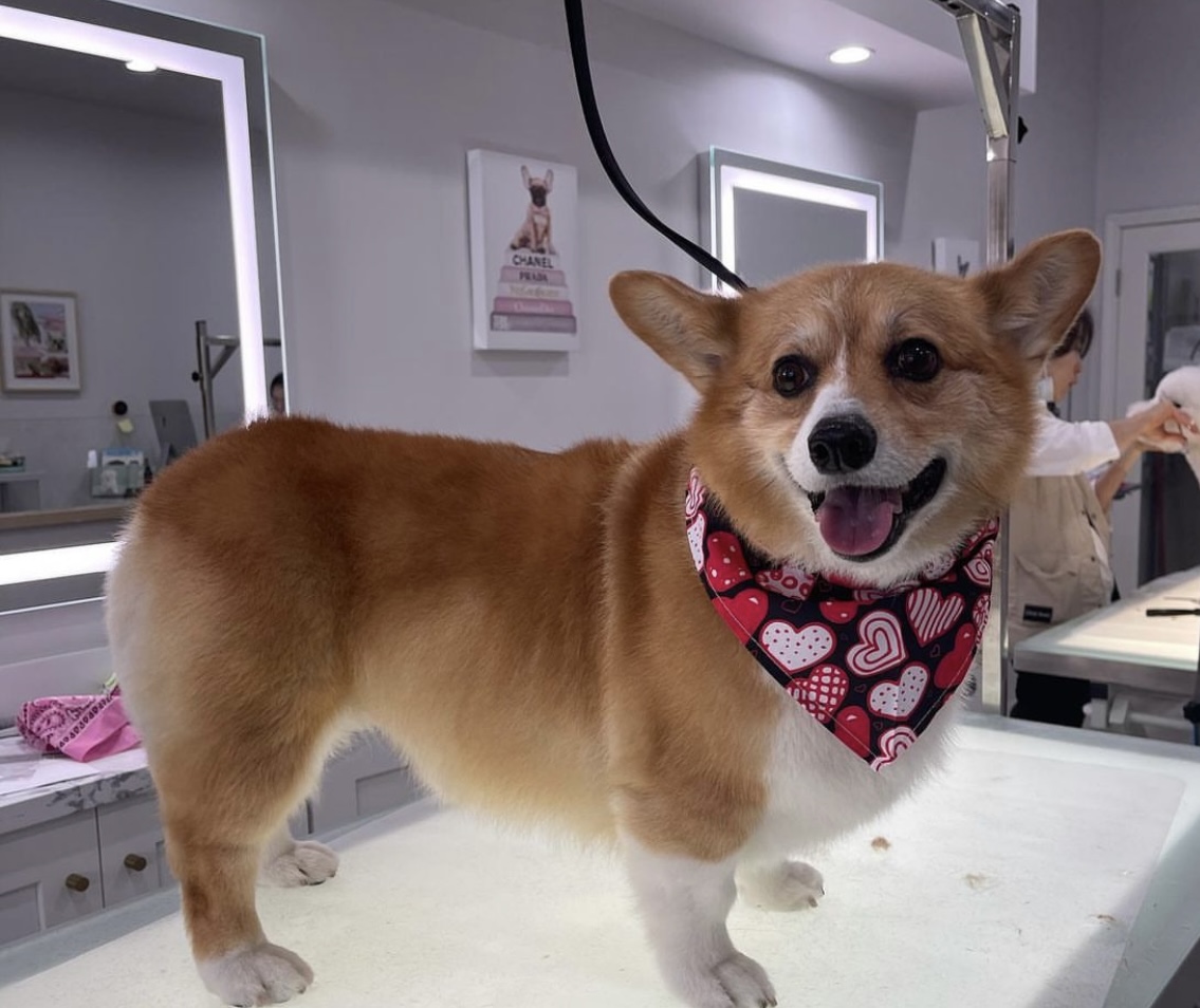 Online booking Henley Style Pet Grooming and Spa