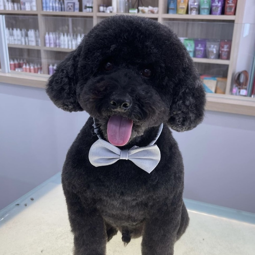 Online booking Henley Style Pet Grooming and Spa